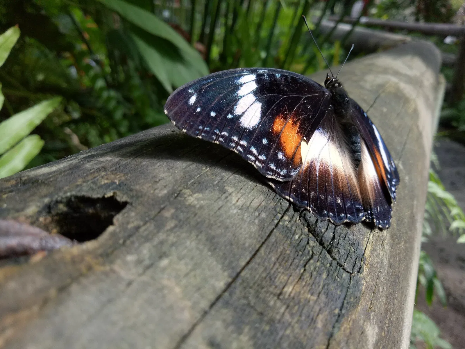 Australian Butterfly Sanctuary