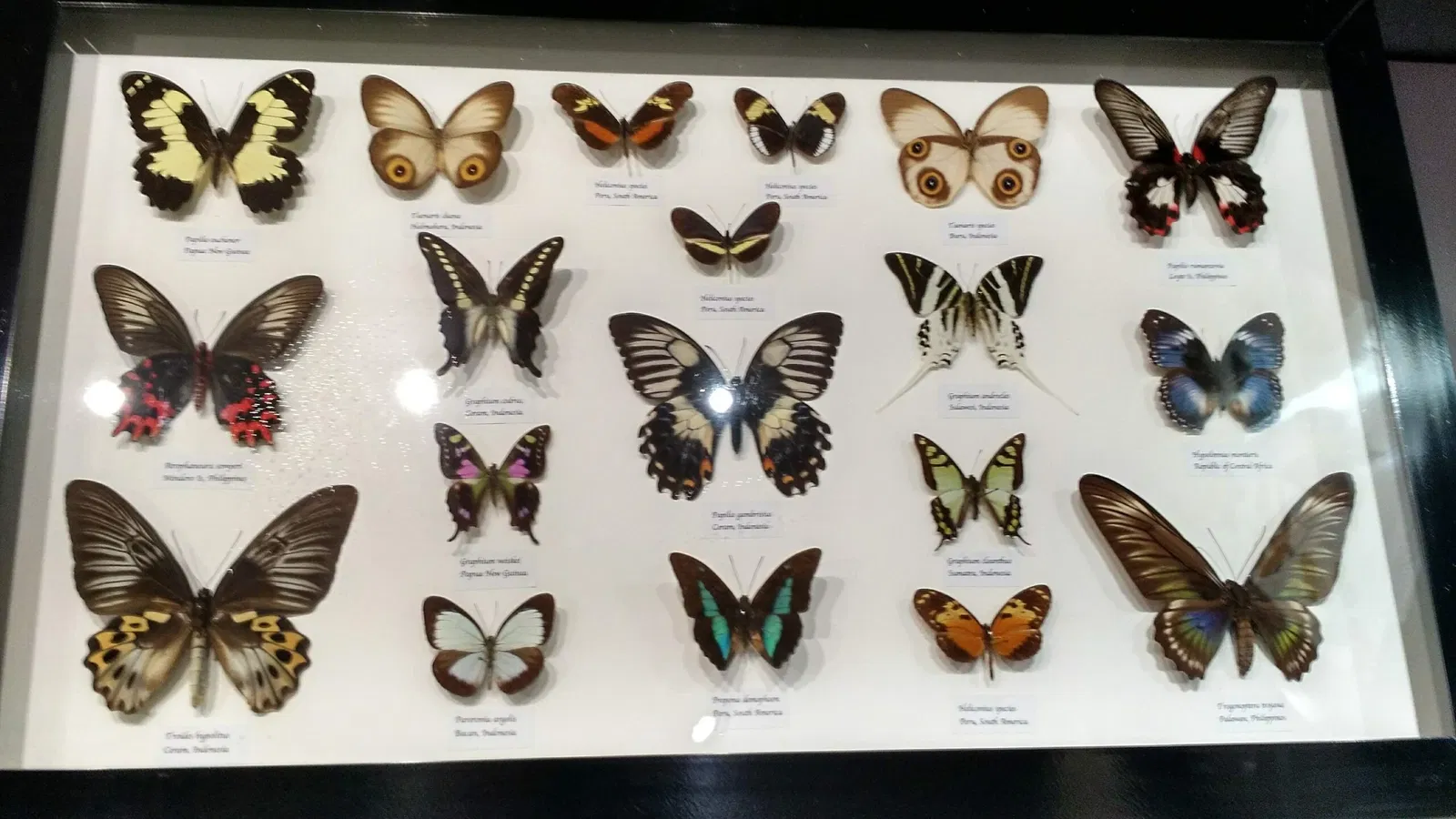 Australian Butterfly Sanctuary