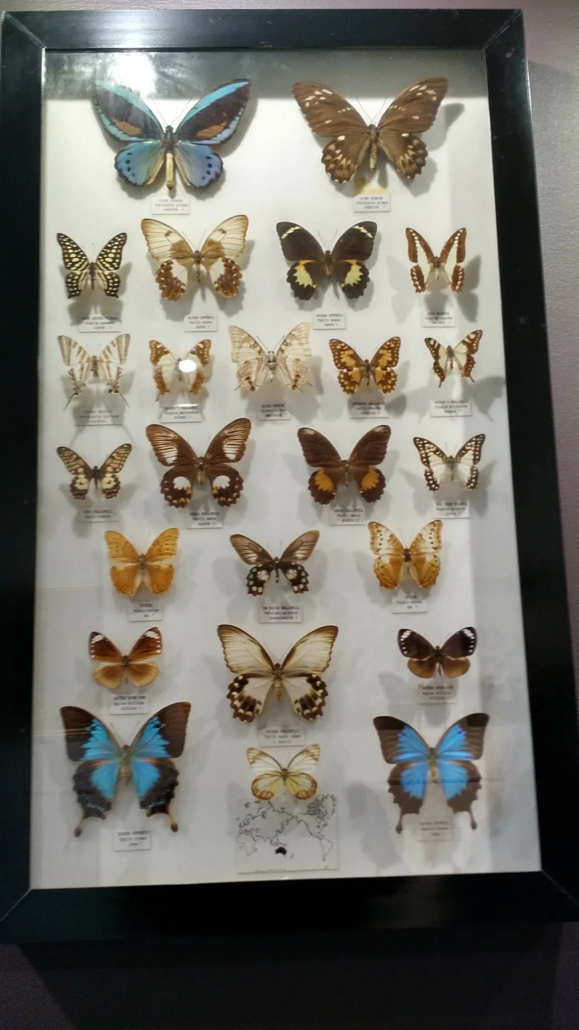 Australian Butterfly Sanctuary