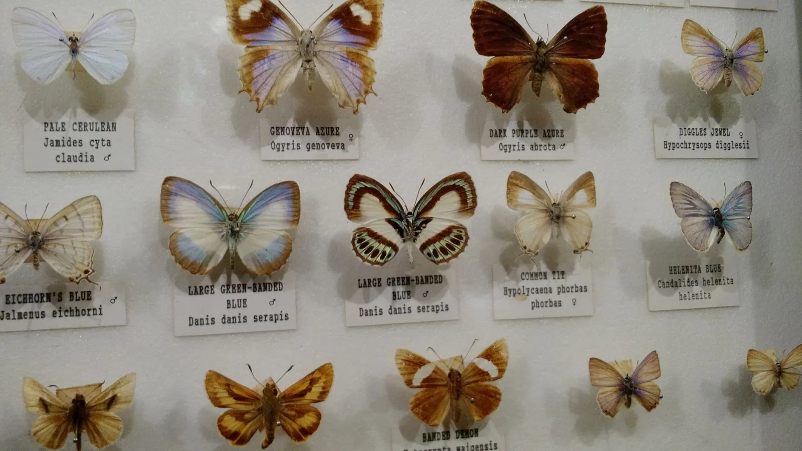 Australian Butterfly Sanctuary