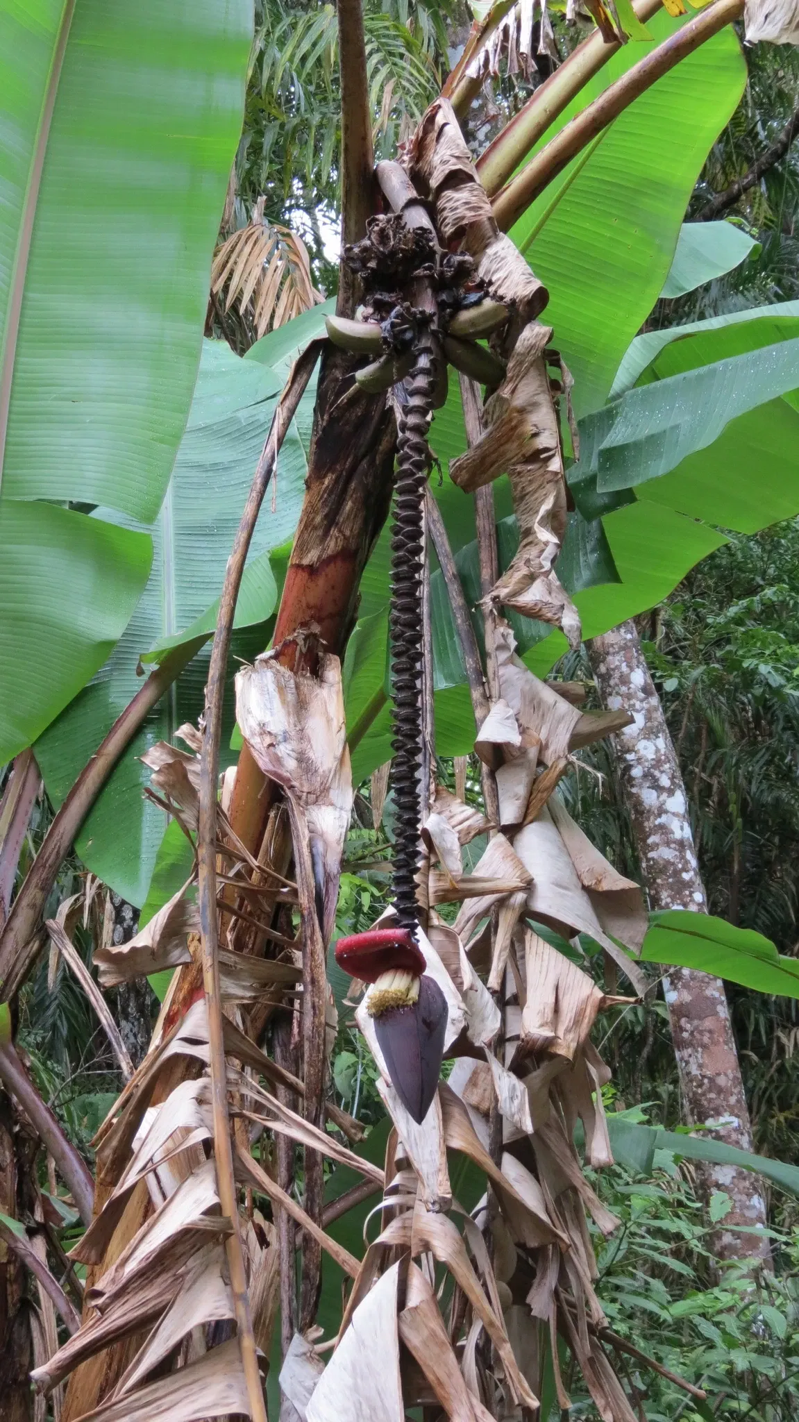 Rainforestation Nature Park