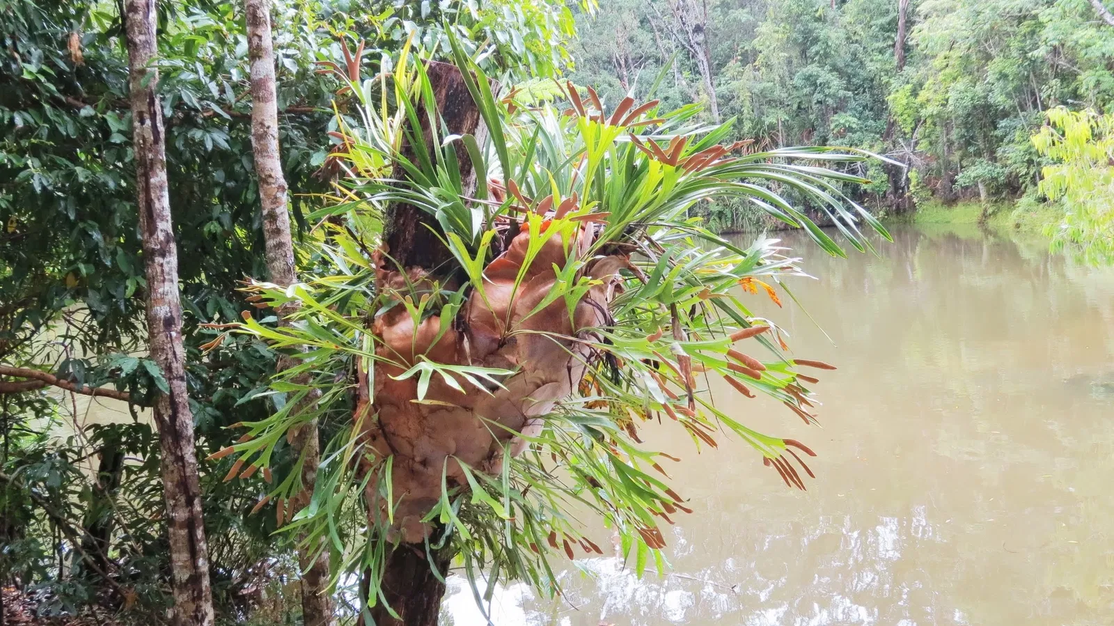 Rainforestation Nature Park