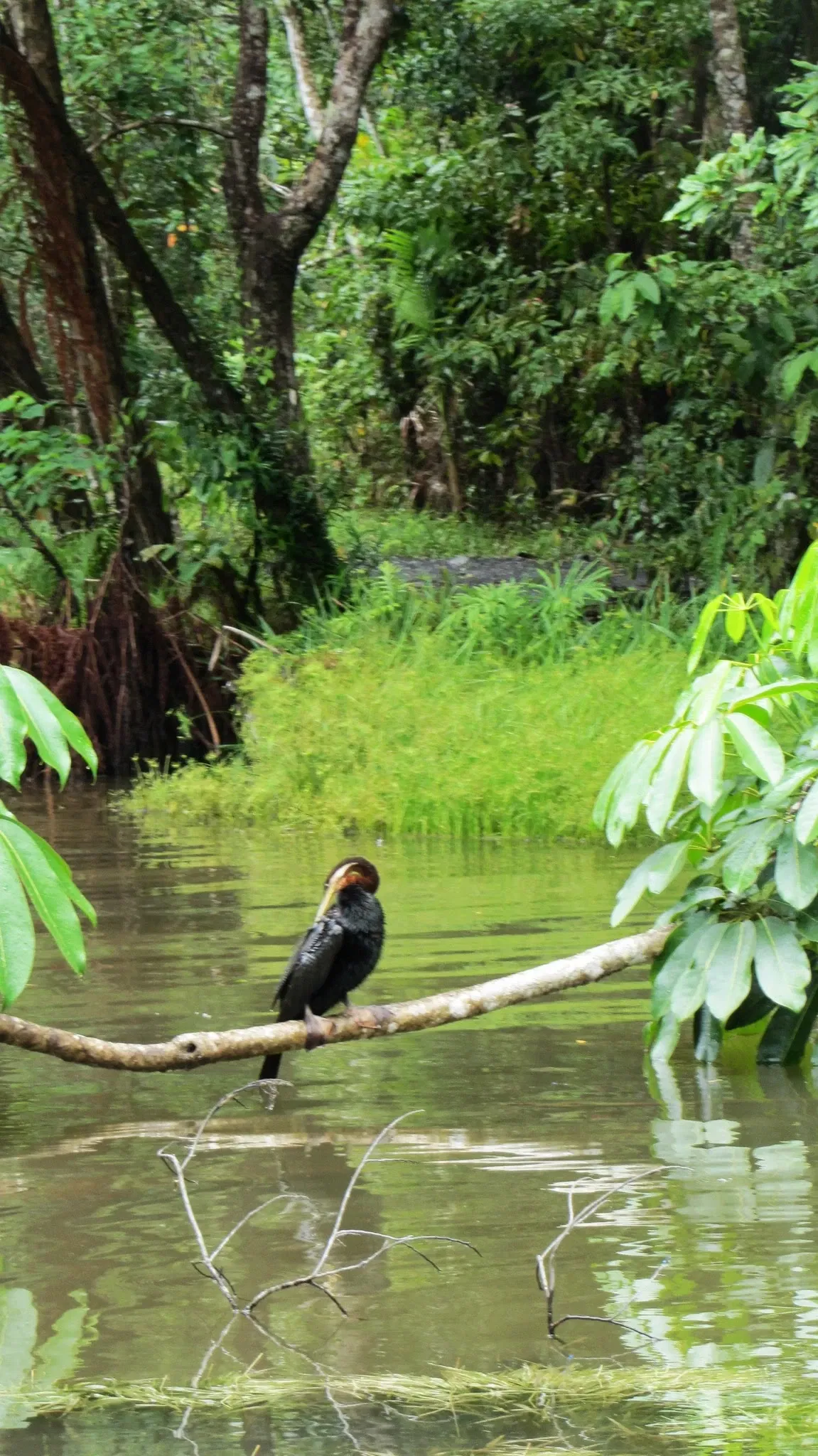Rainforestation Nature Park