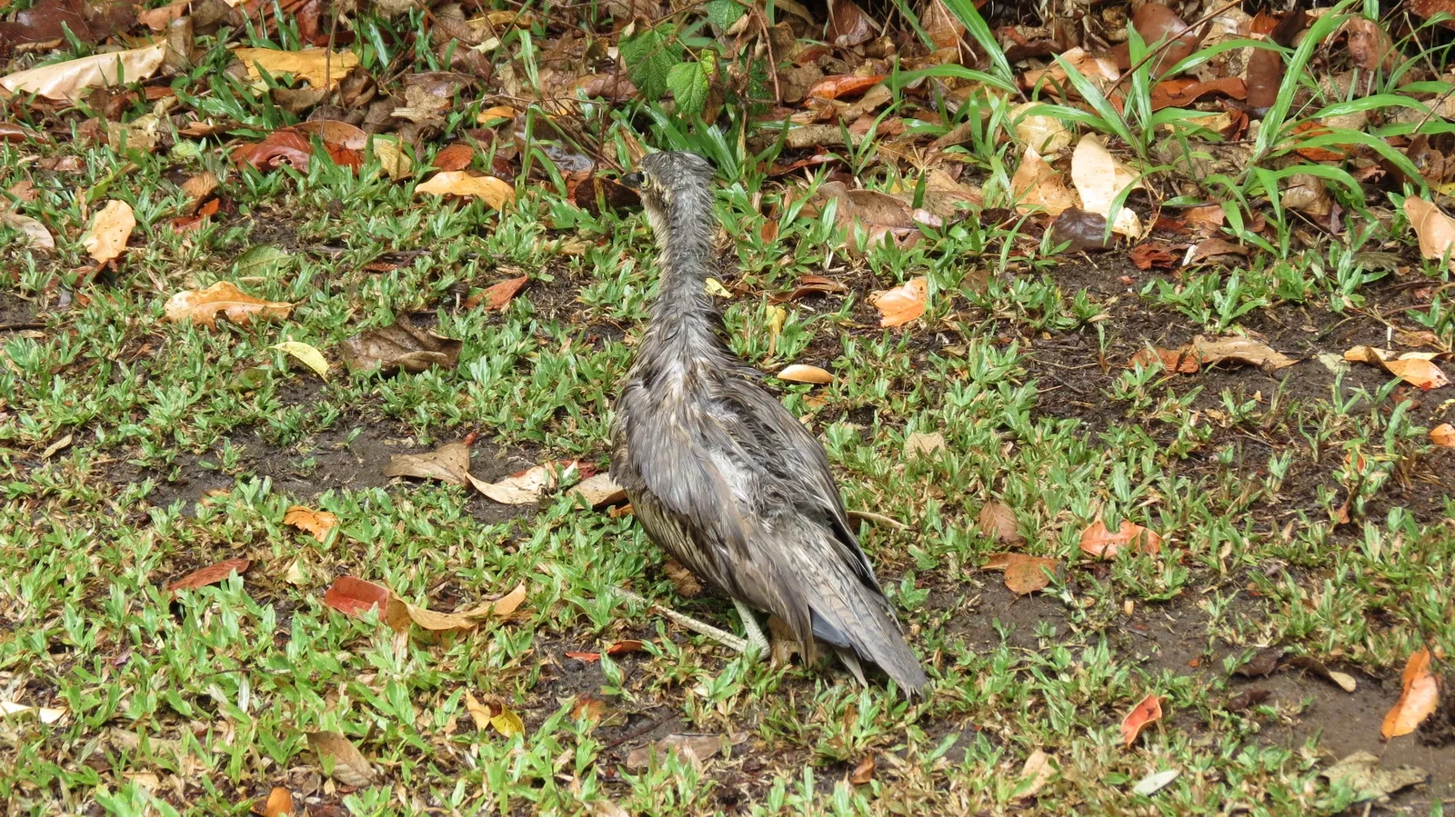 Rainforestation Nature Park