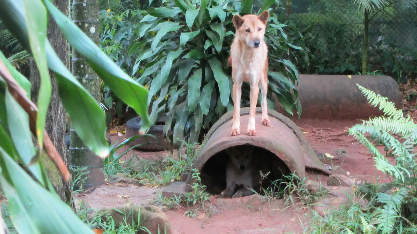 Rainforestation Nature Park