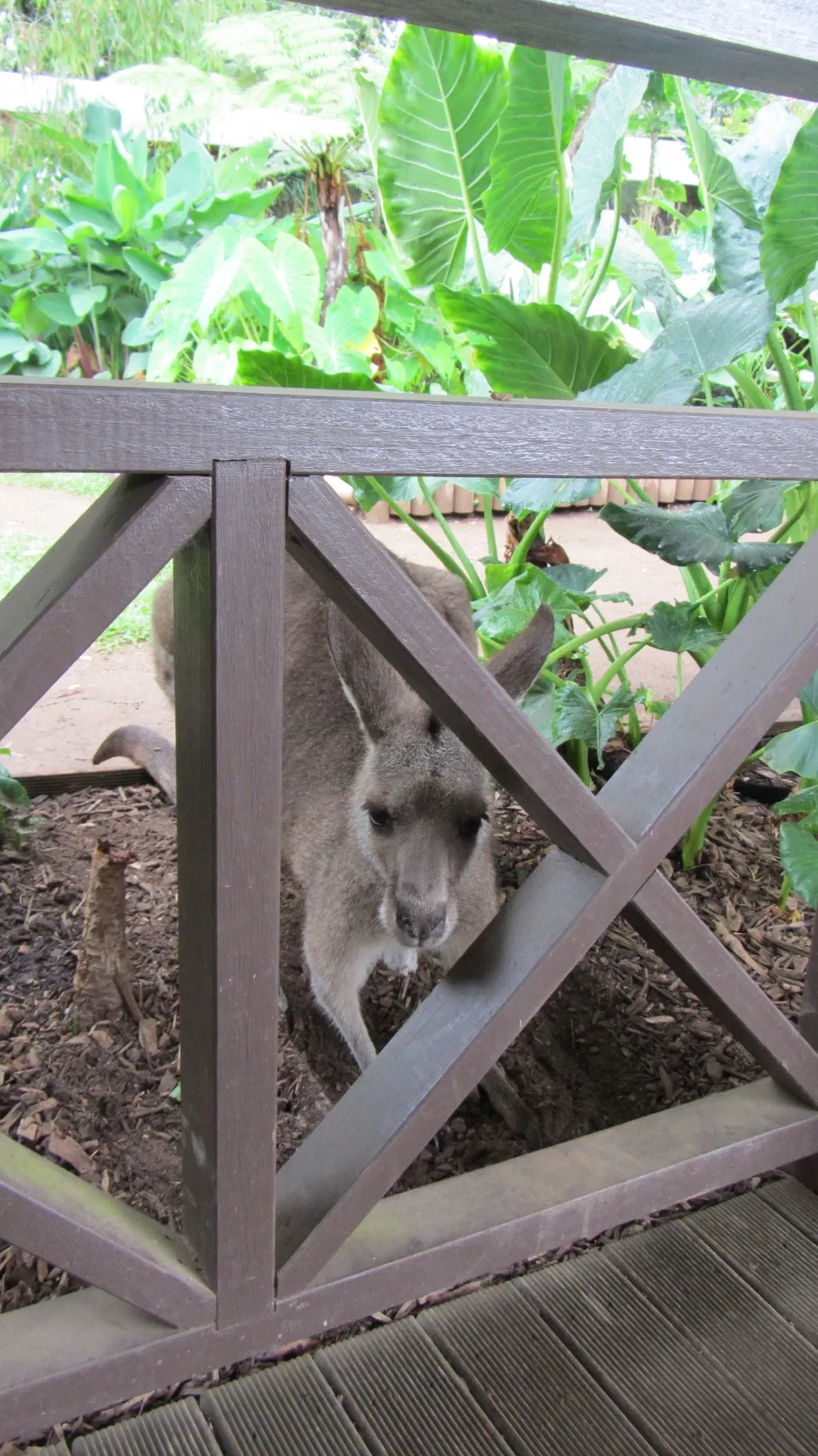 Rainforestation Nature Park