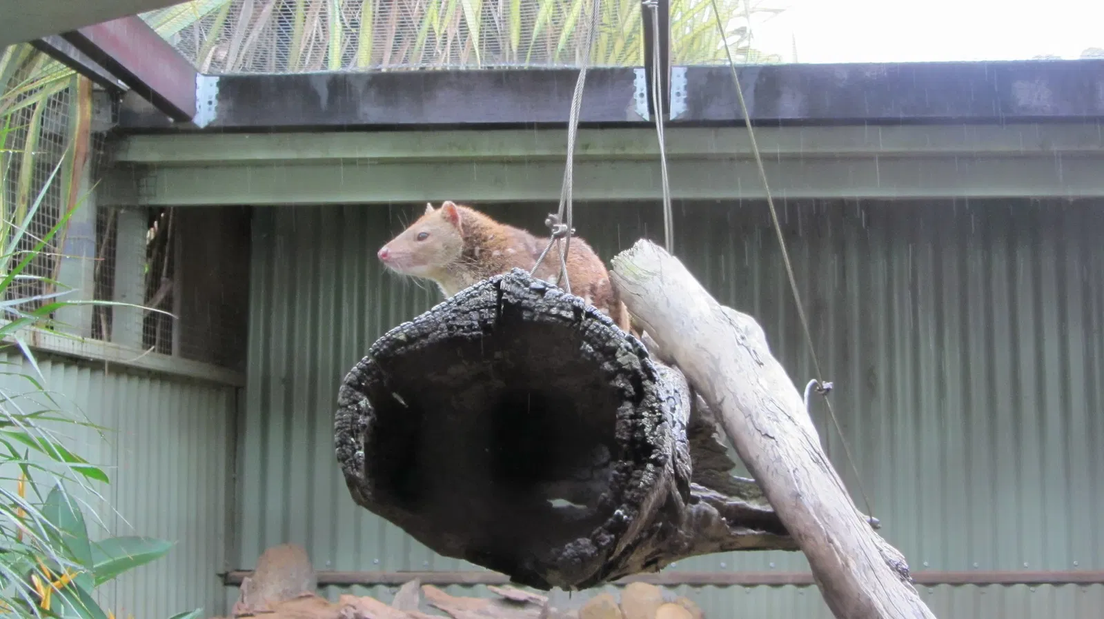 Rainforestation Nature Park