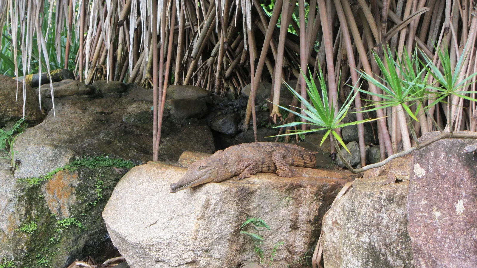 Rainforestation Nature Park
