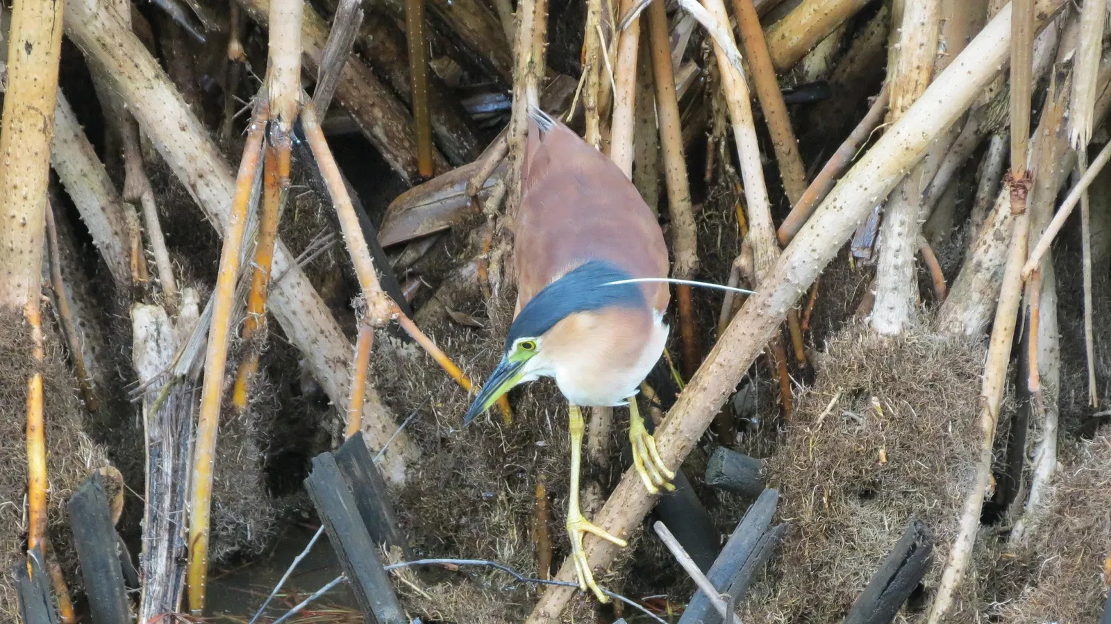 Rainforestation Nature Park
