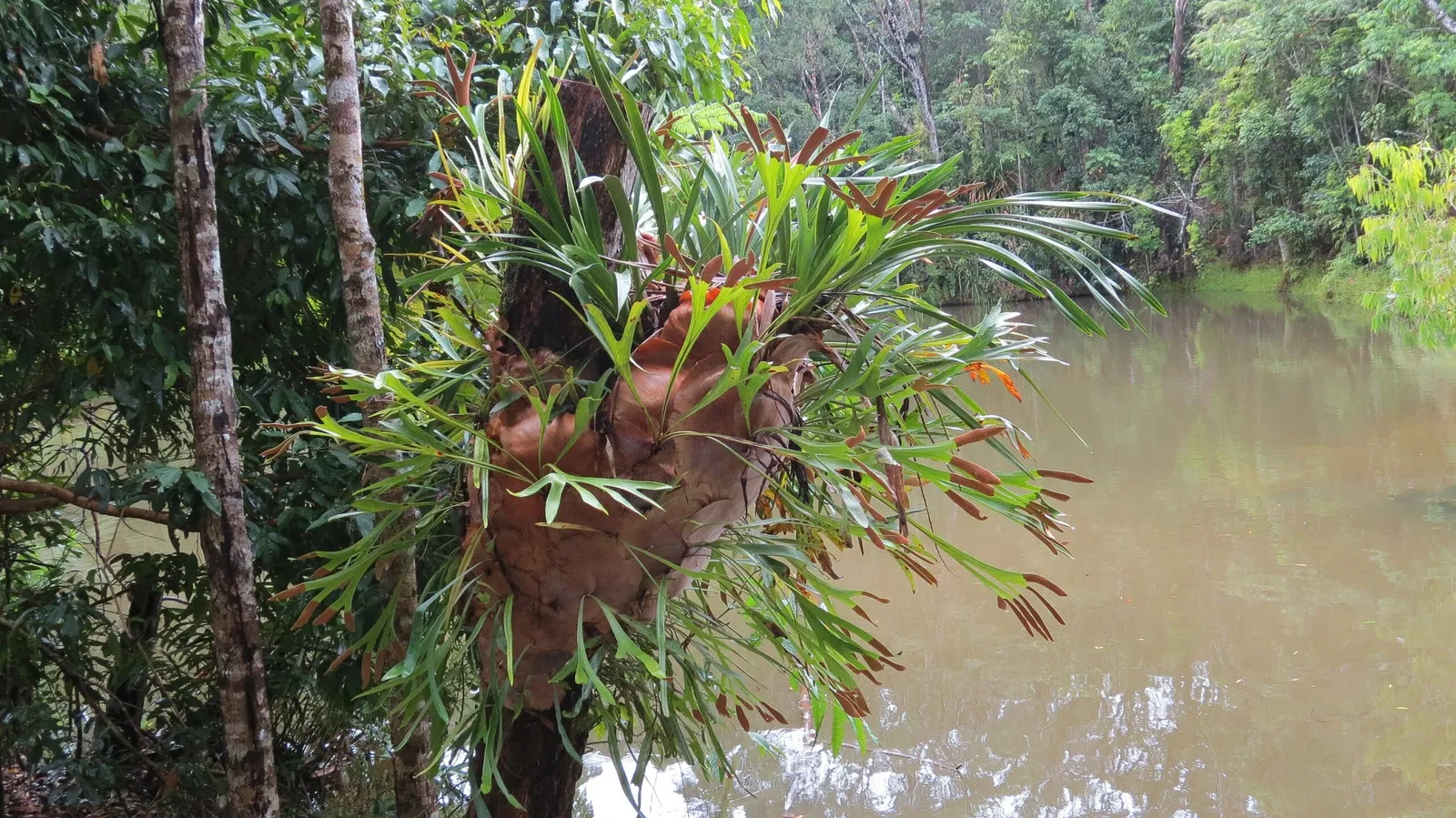 Rainforestation Nature Park