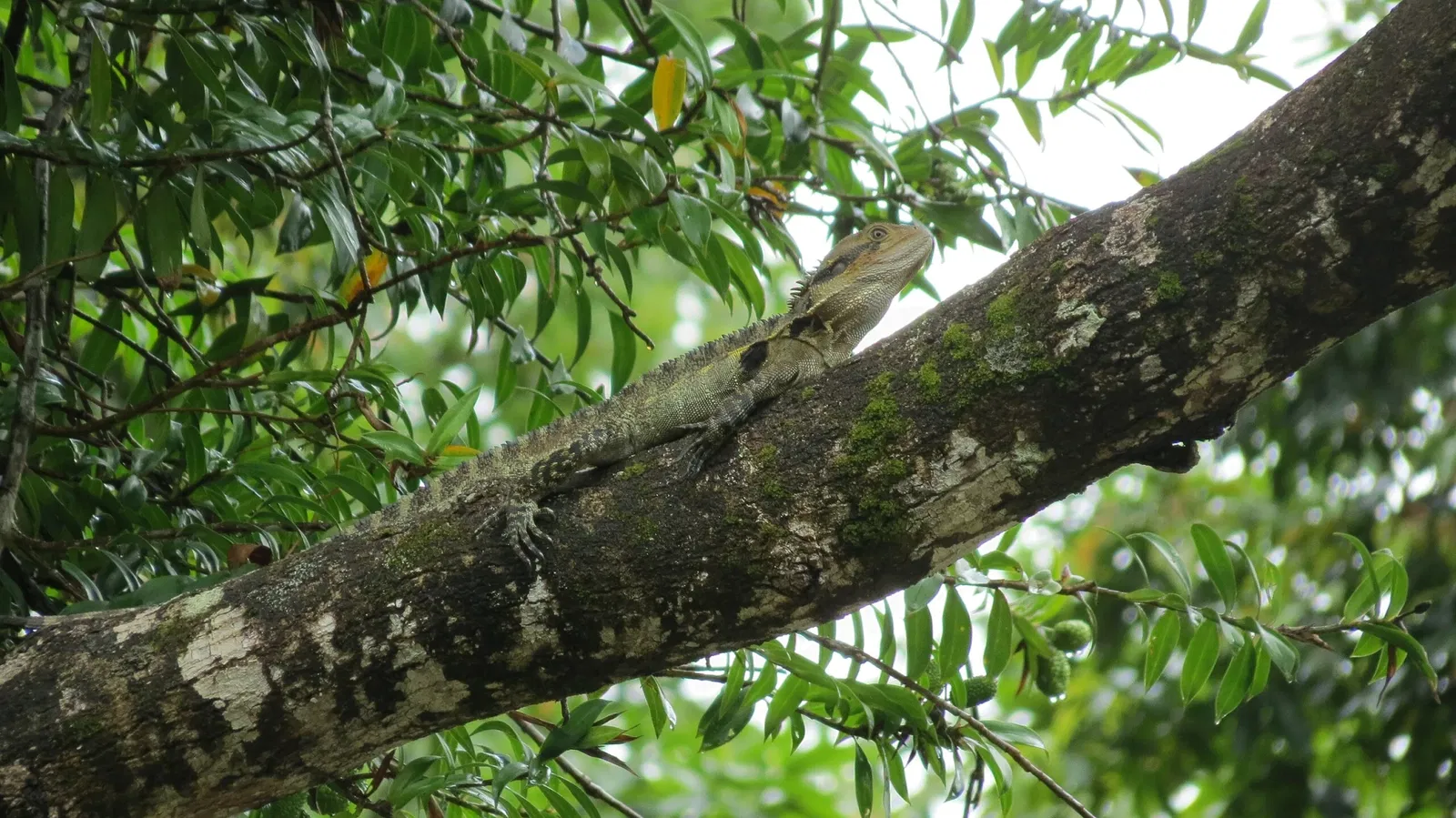 Rainforestation Nature Park