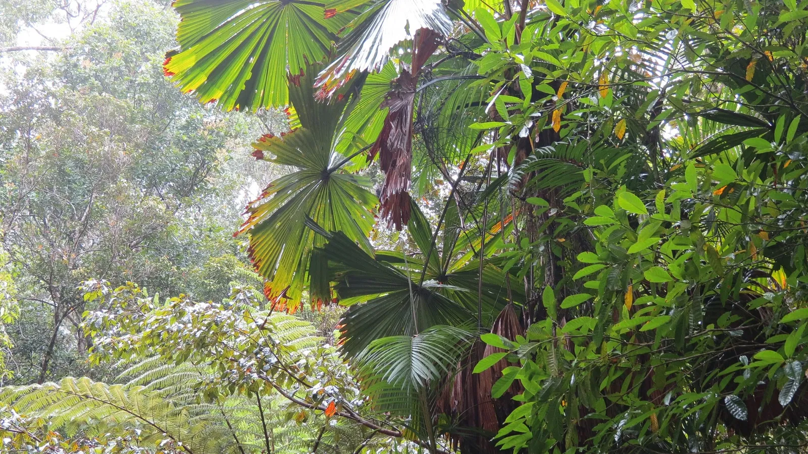 Rainforestation Nature Park