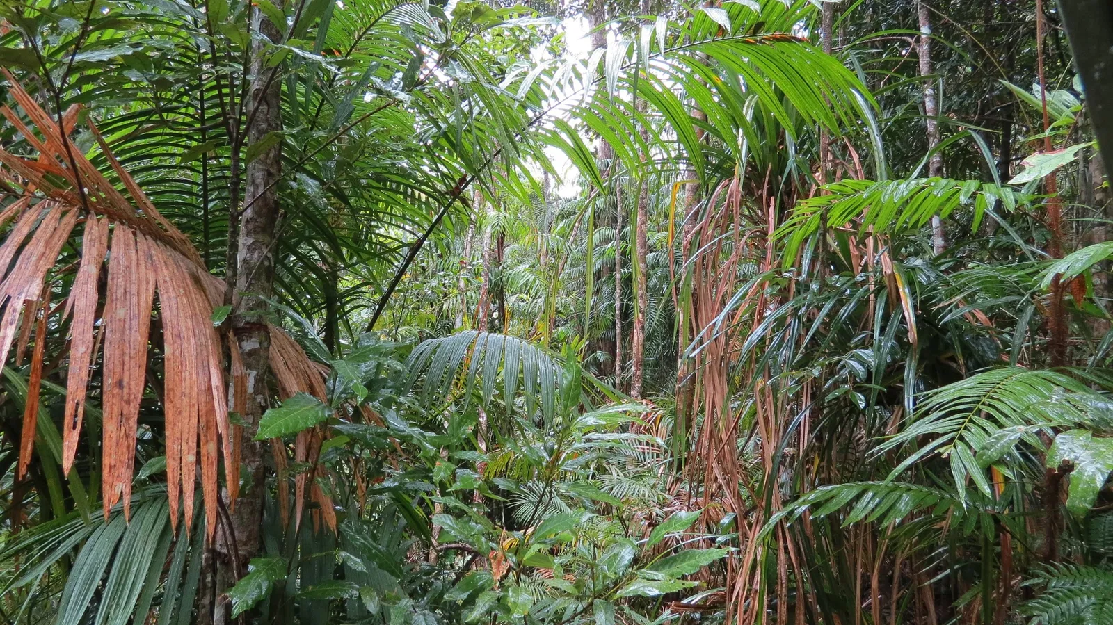 Rainforestation Nature Park