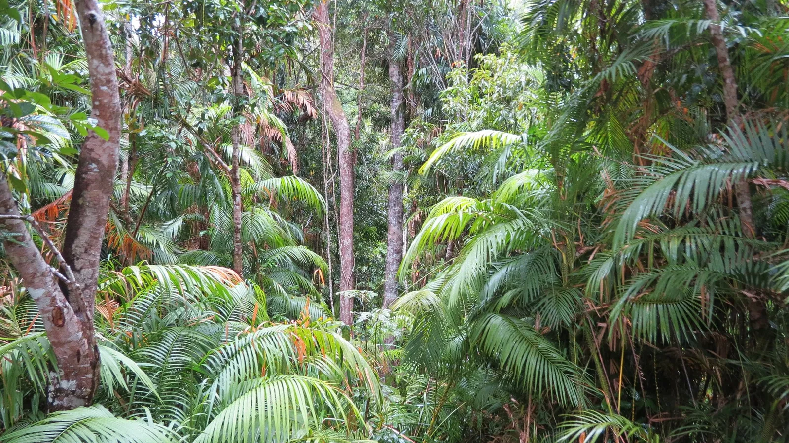 Rainforestation Nature Park