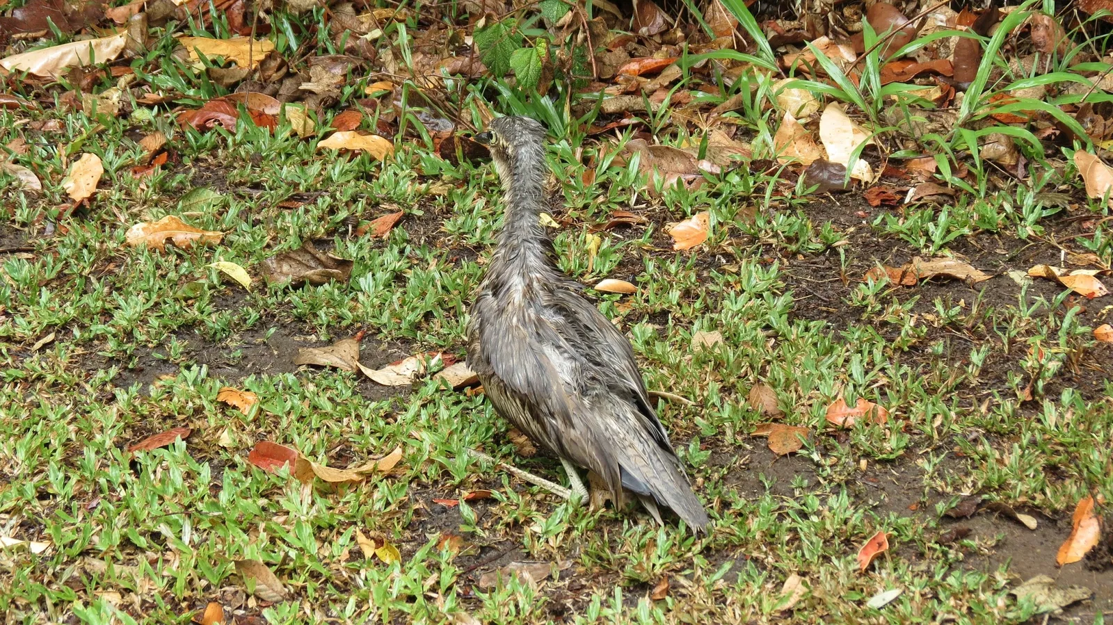 Rainforestation Nature Park