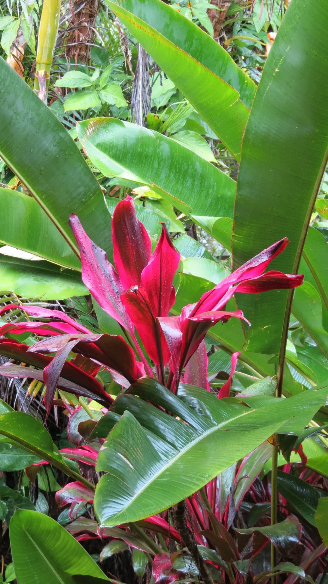 Rainforestation Nature Park