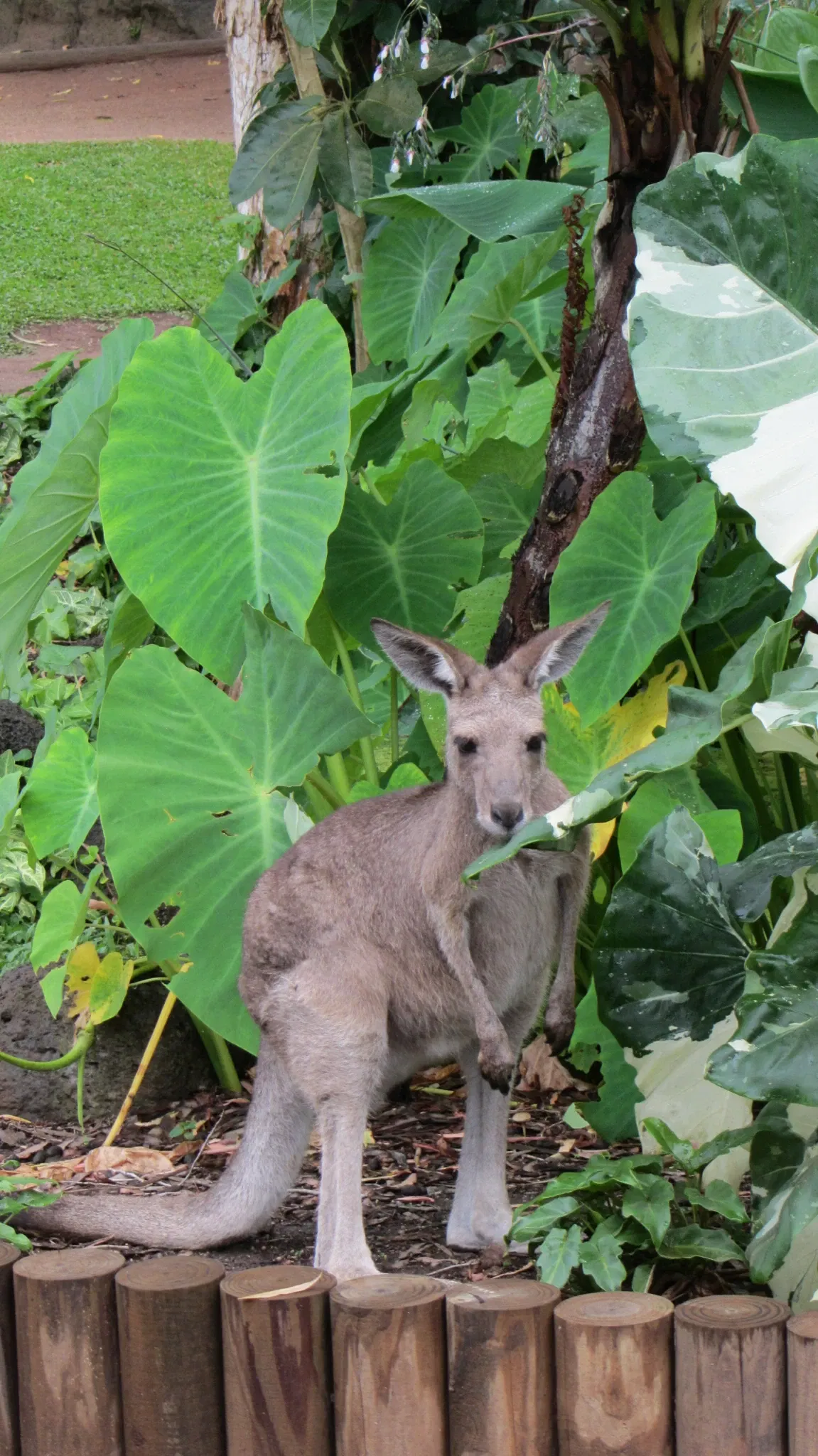 Rainforestation Nature Park