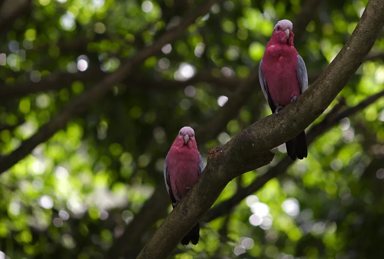Rainforestation Nature Park
