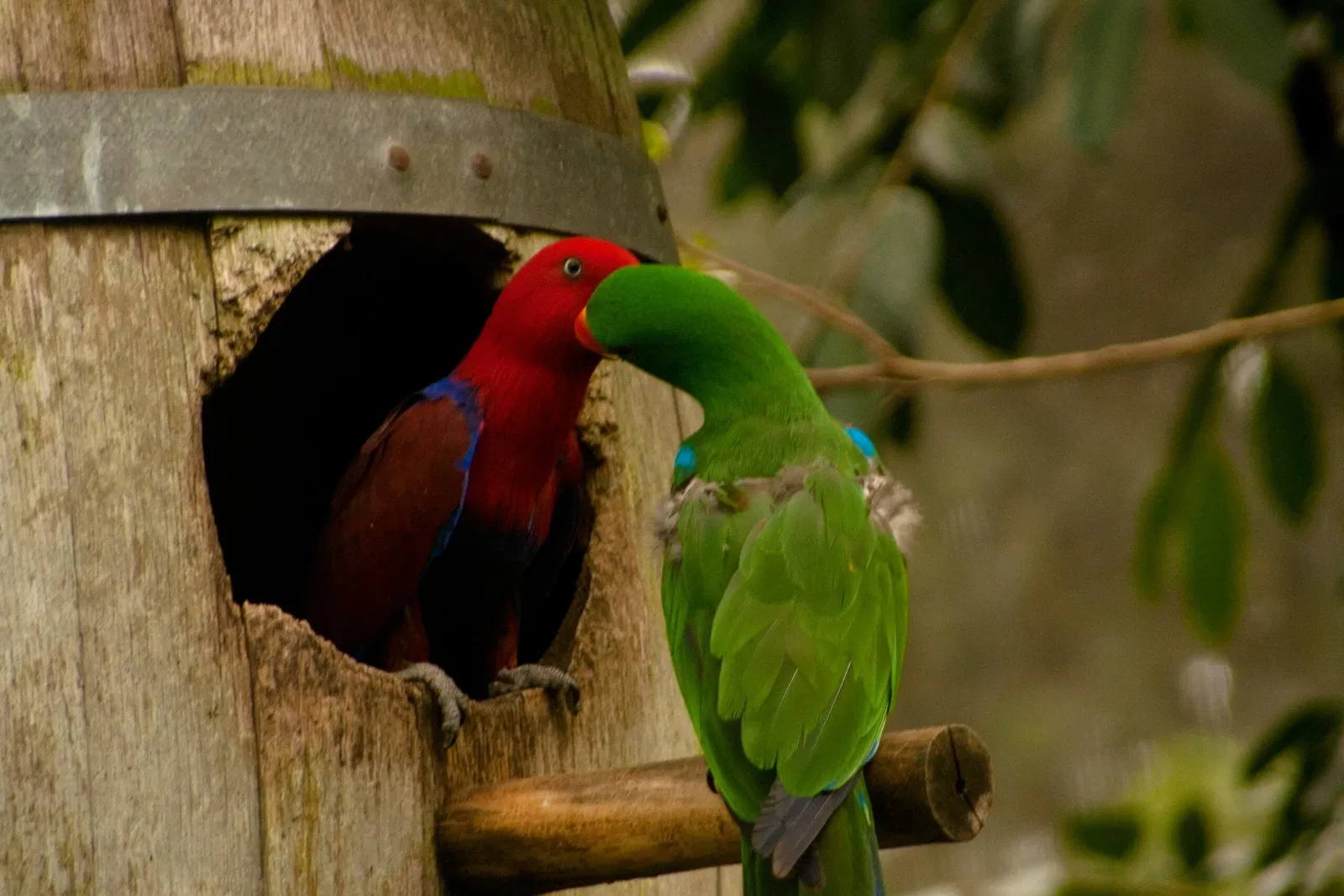 Rainforestation Nature Park