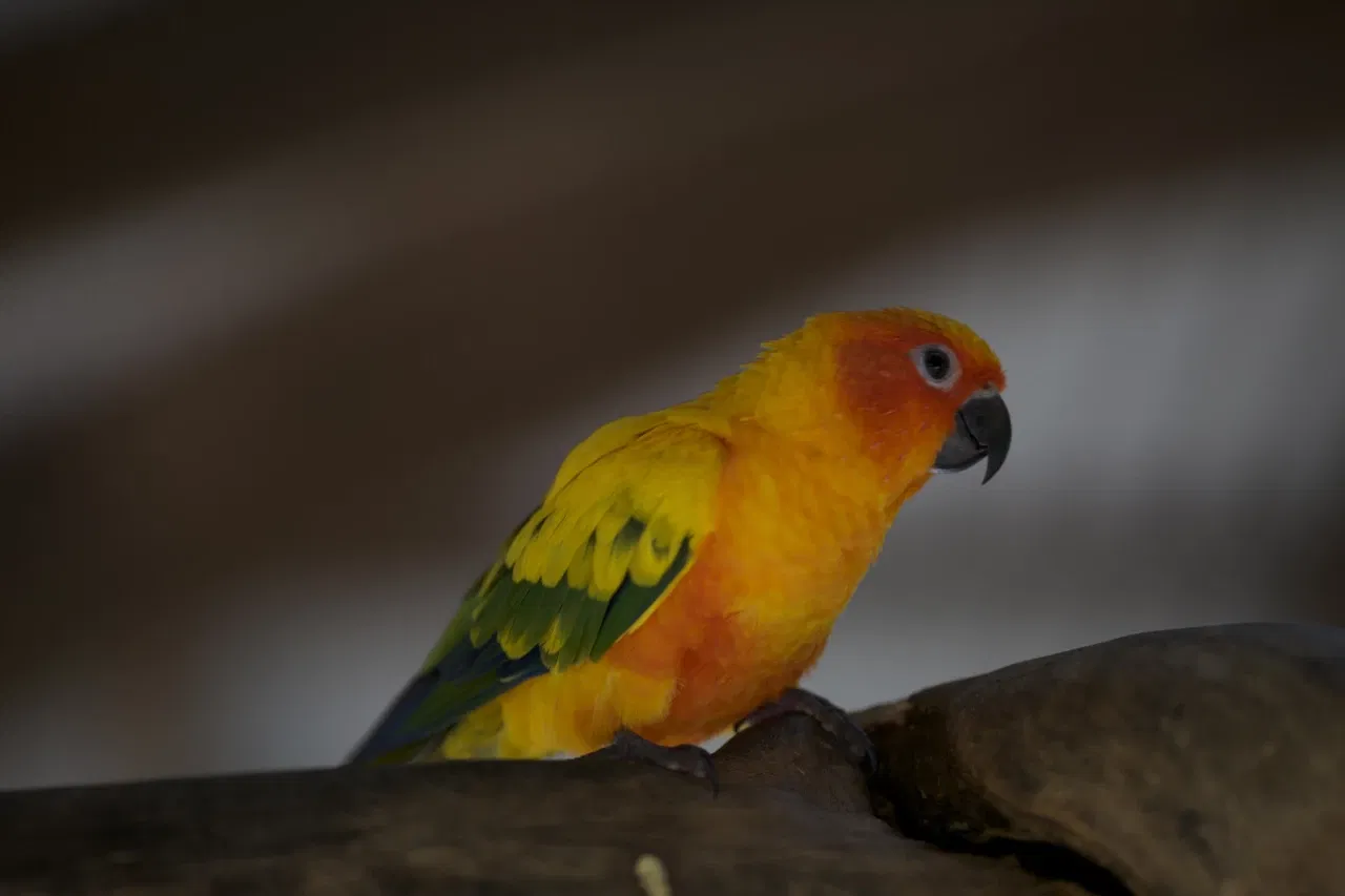 Rainforestation Nature Park