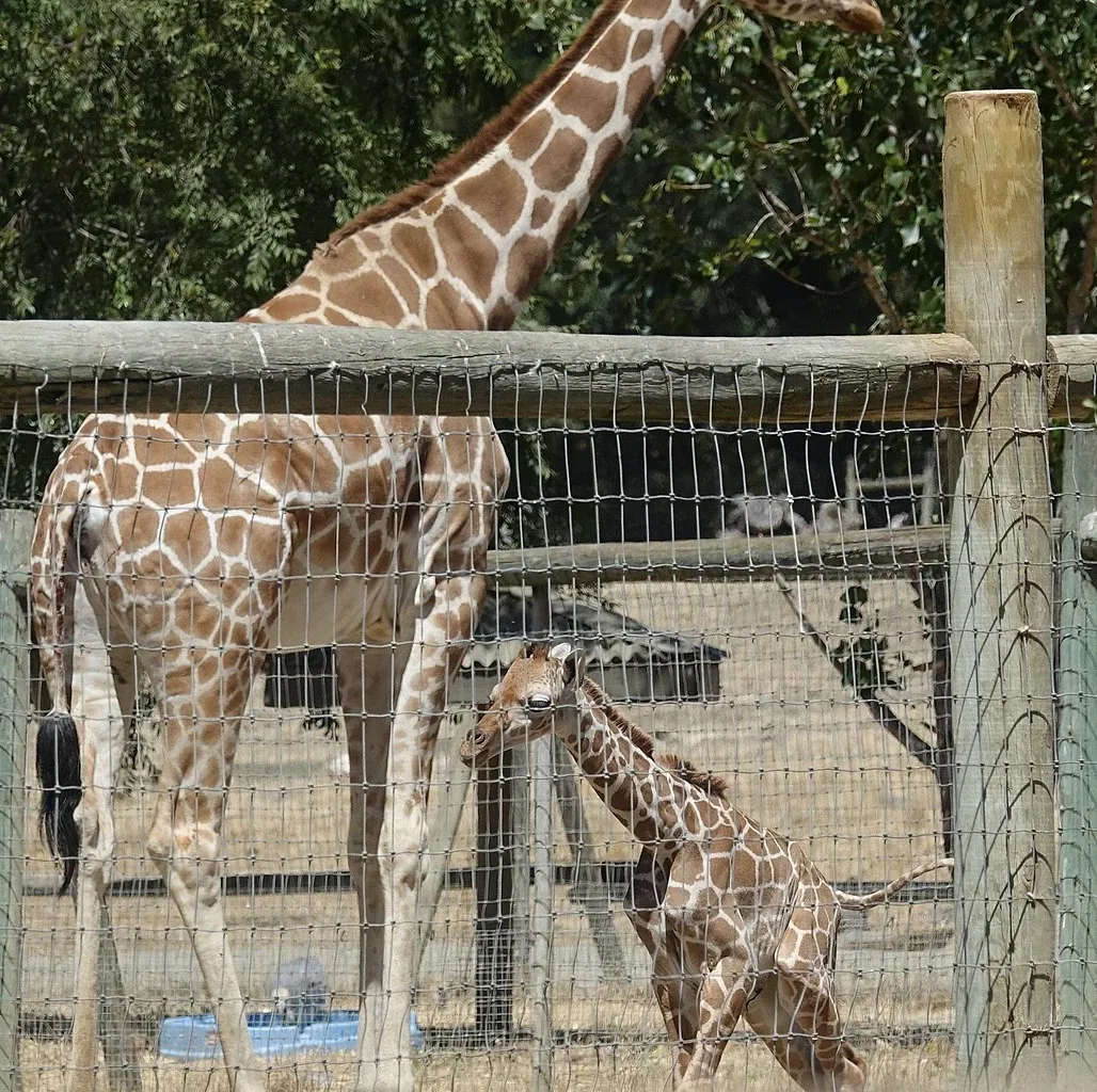 Safari West