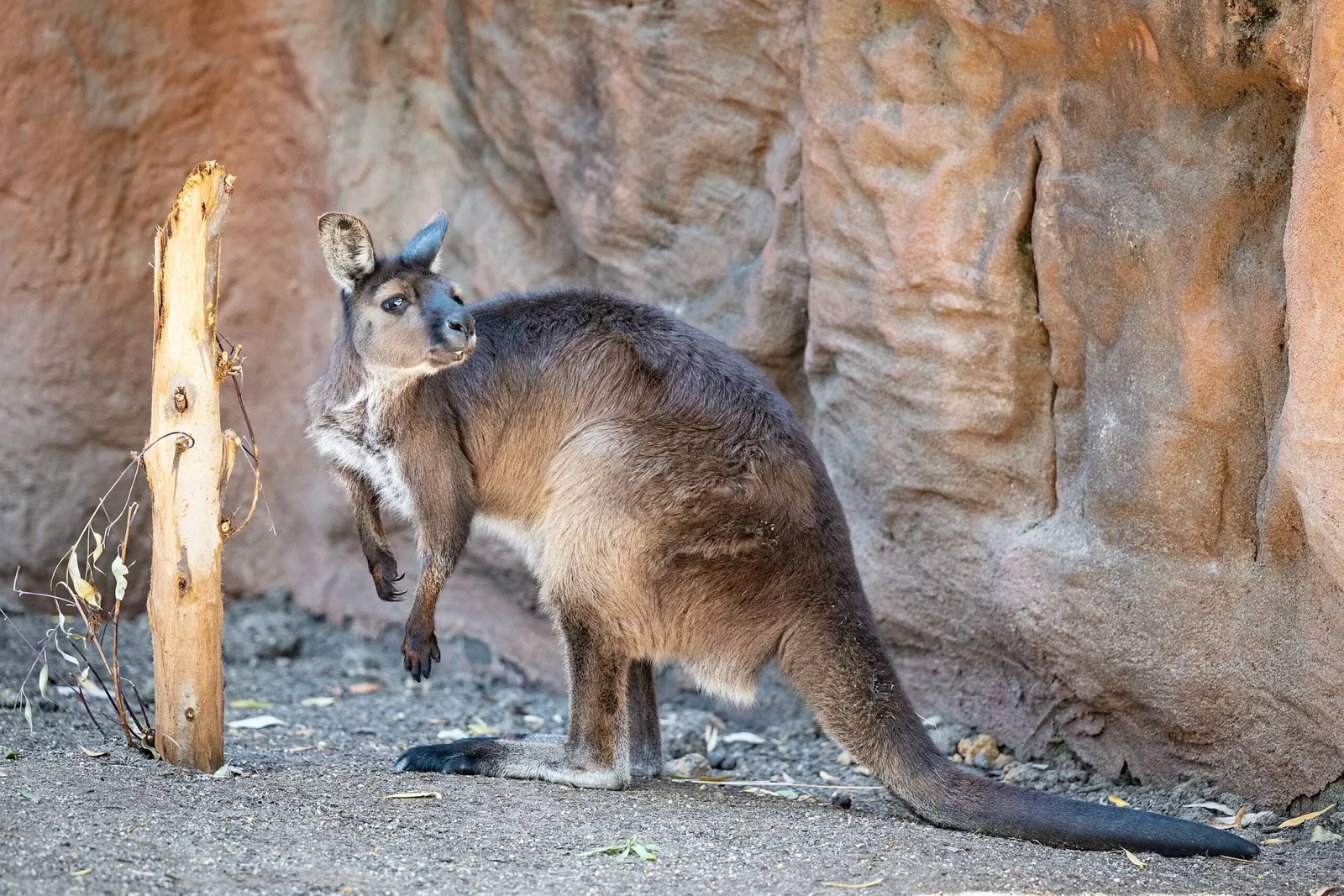 Sydney Zoo