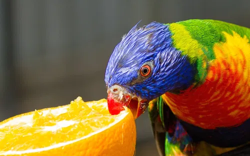 Hunter Valley Wildlife Park