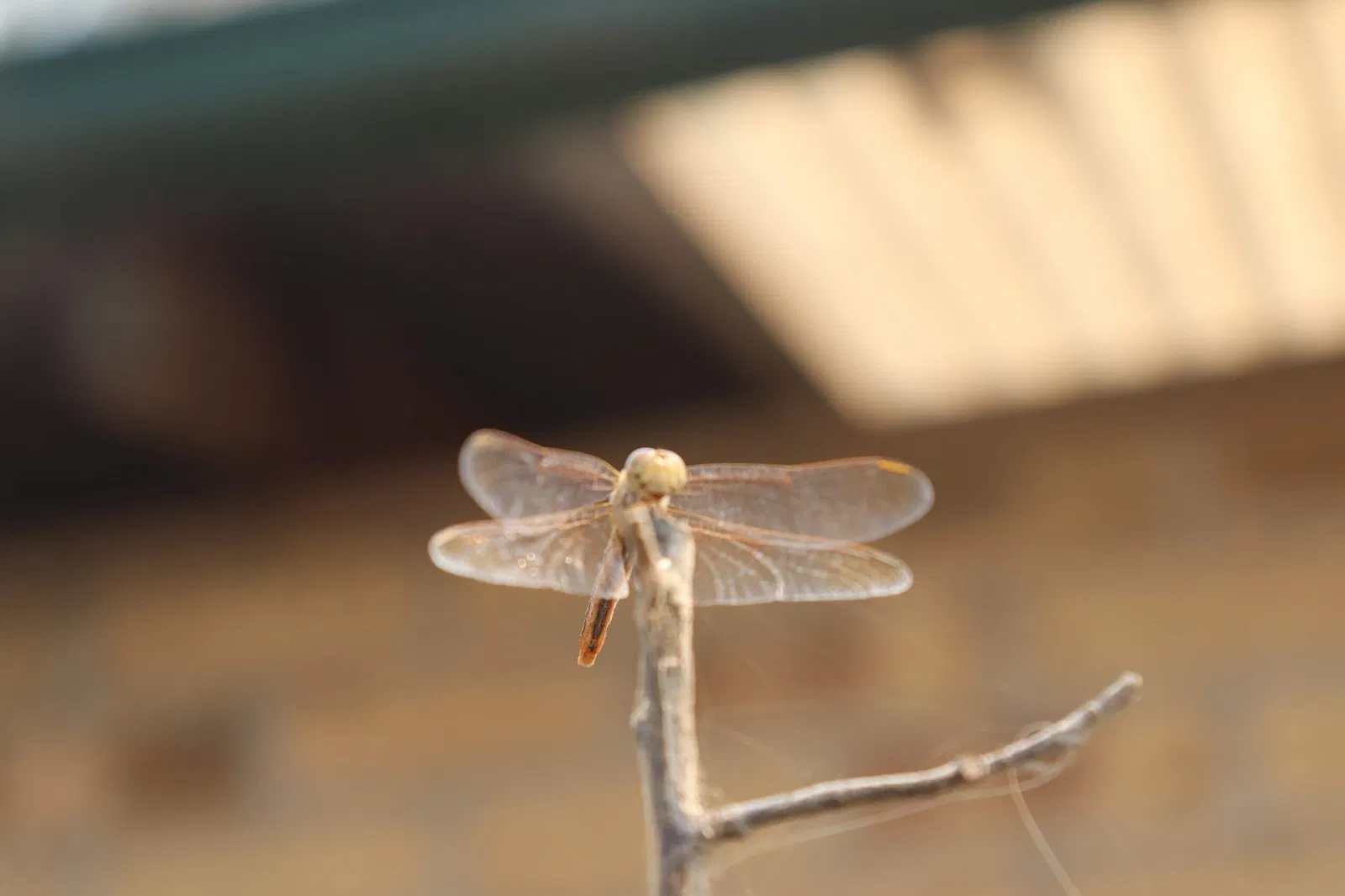 Hunter Valley Wildlife Park