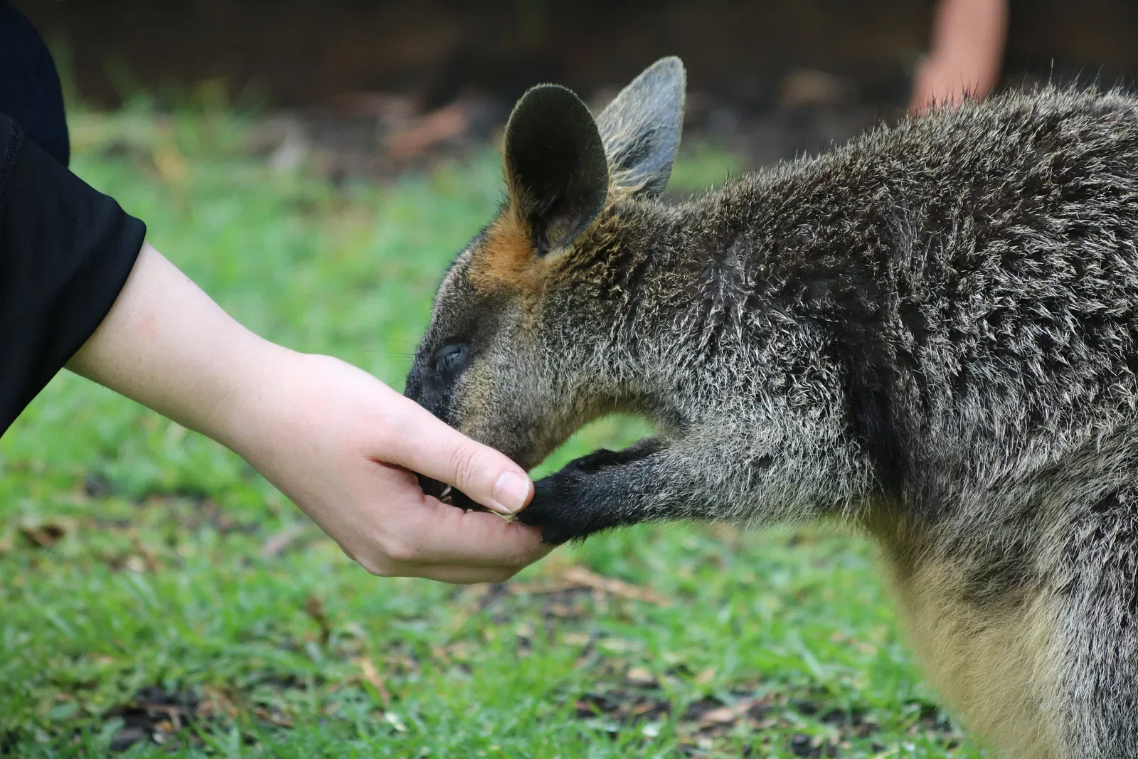Symbio Wildlife Park