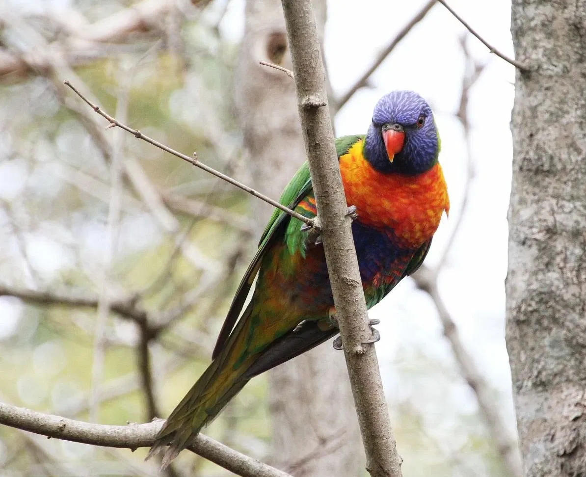 Symbio Wildlife Park