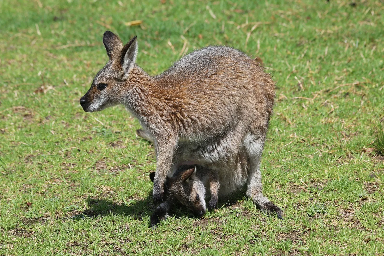 Symbio Wildlife Park