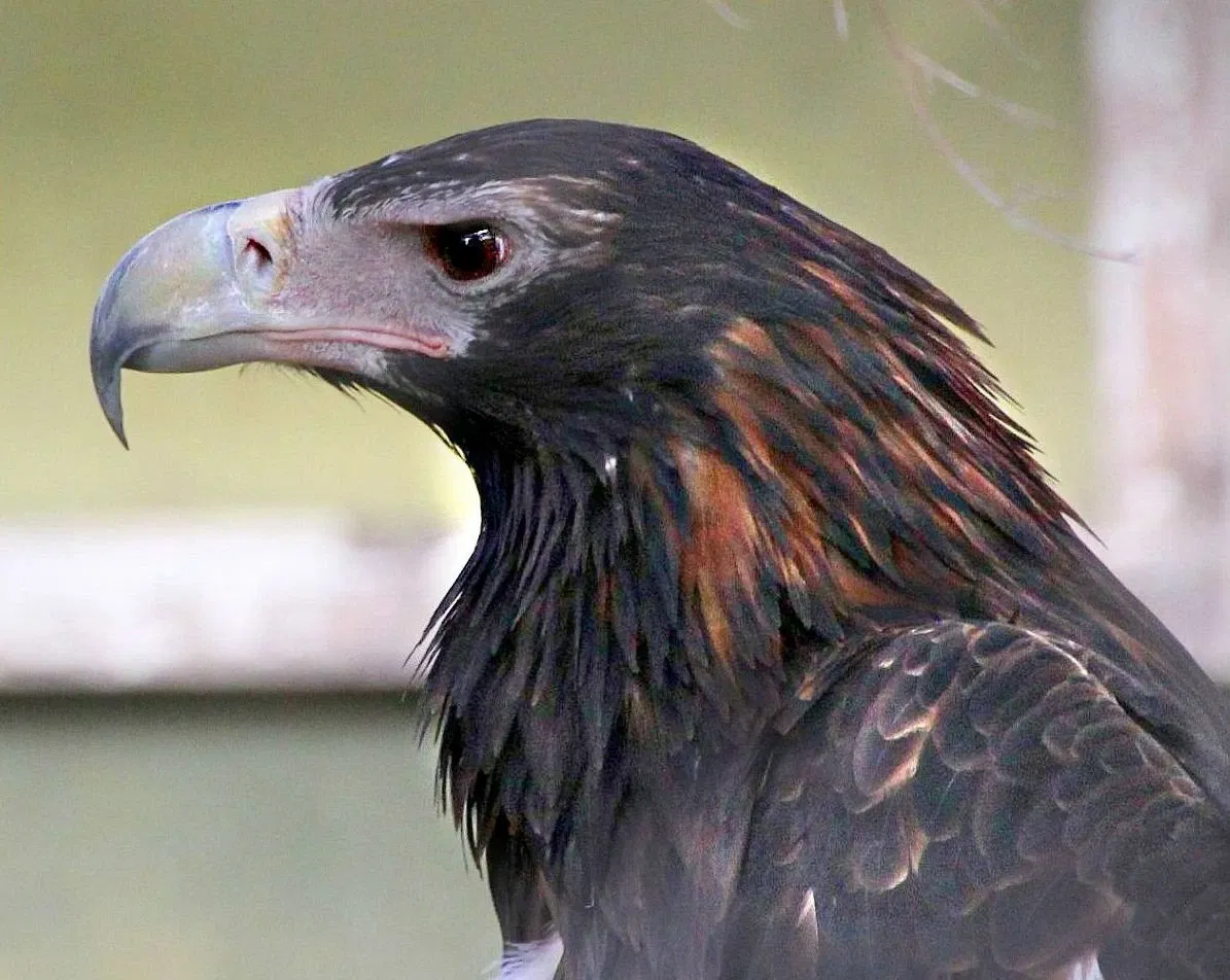 Symbio Wildlife Park