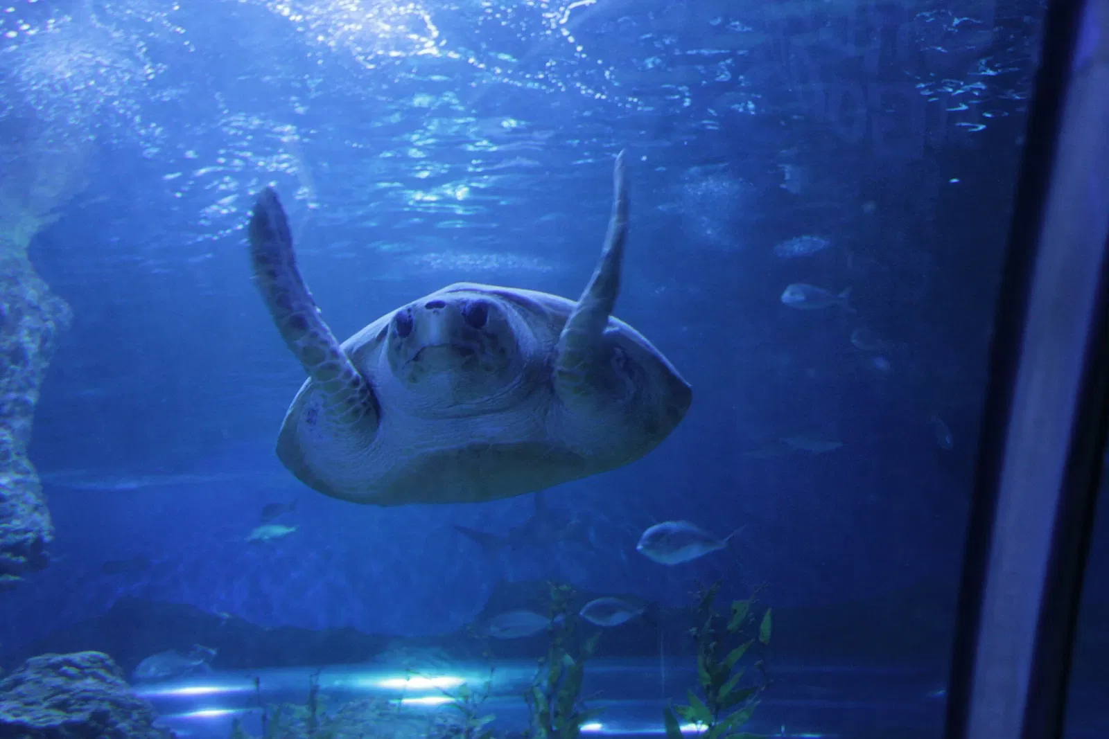 AQWA The Aquarium Of Western Australia