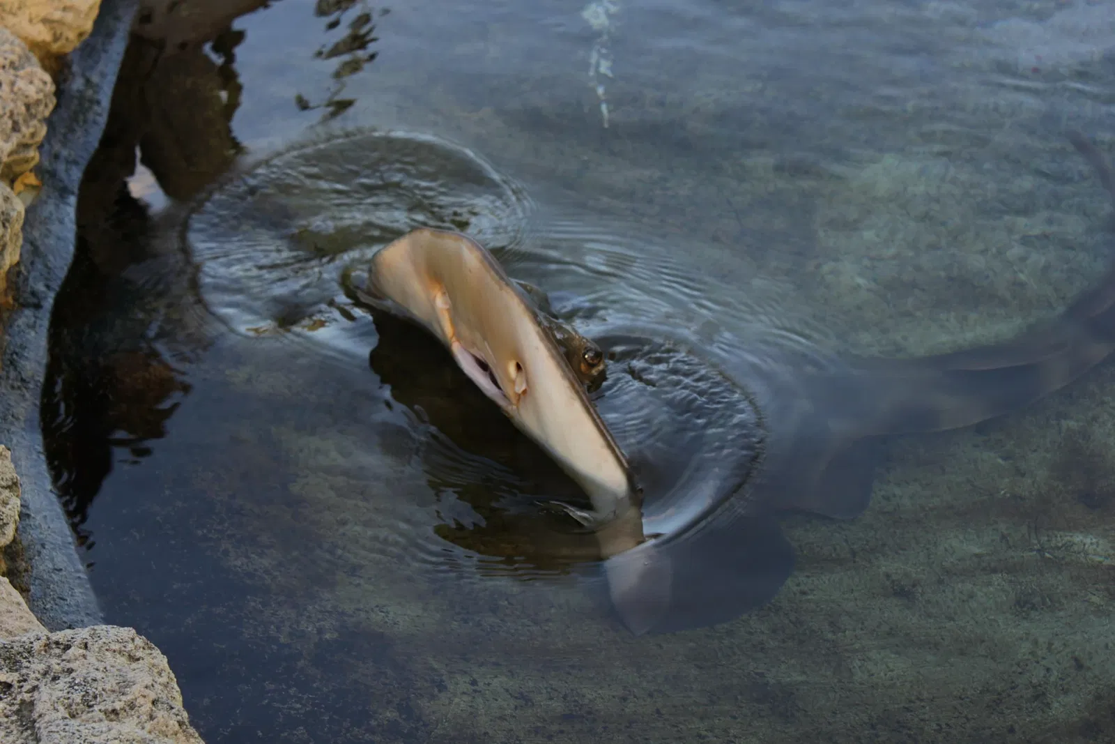 AQWA The Aquarium Of Western Australia