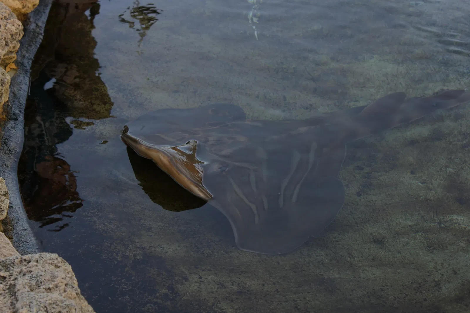 AQWA The Aquarium Of Western Australia