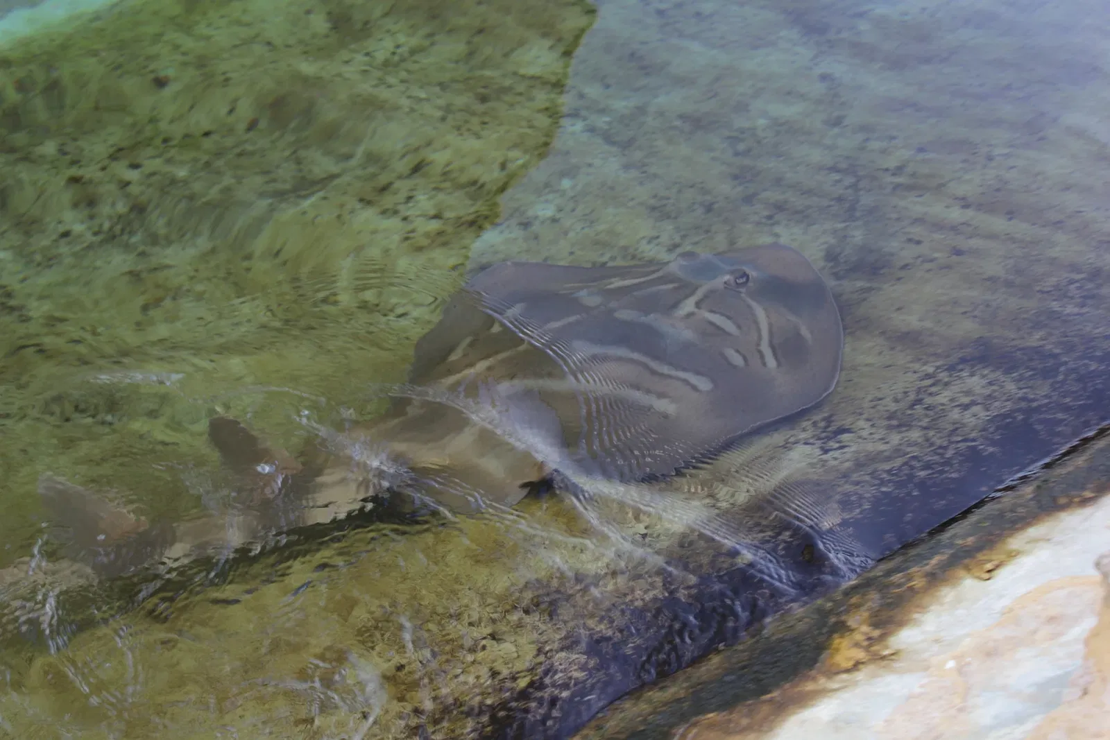 AQWA The Aquarium Of Western Australia
