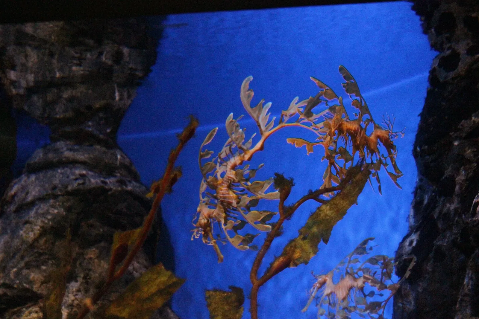 AQWA The Aquarium Of Western Australia