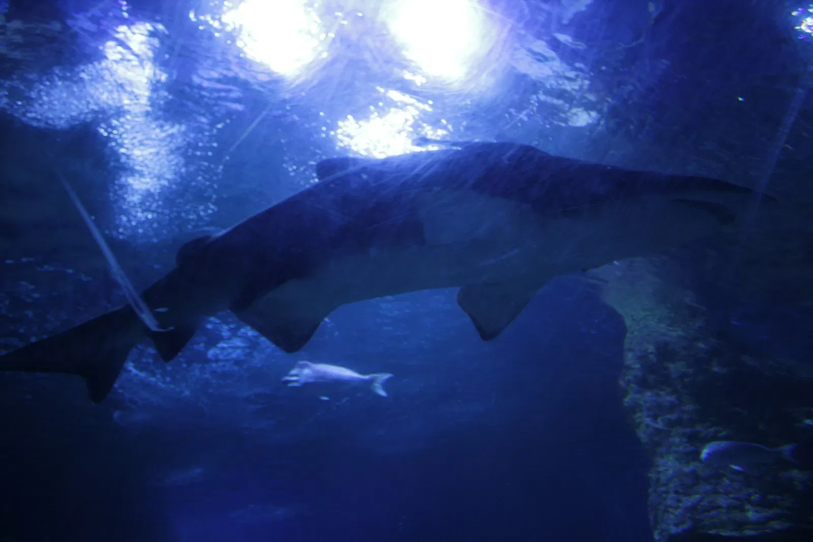 AQWA The Aquarium Of Western Australia