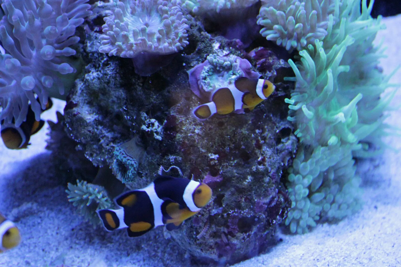 AQWA The Aquarium Of Western Australia