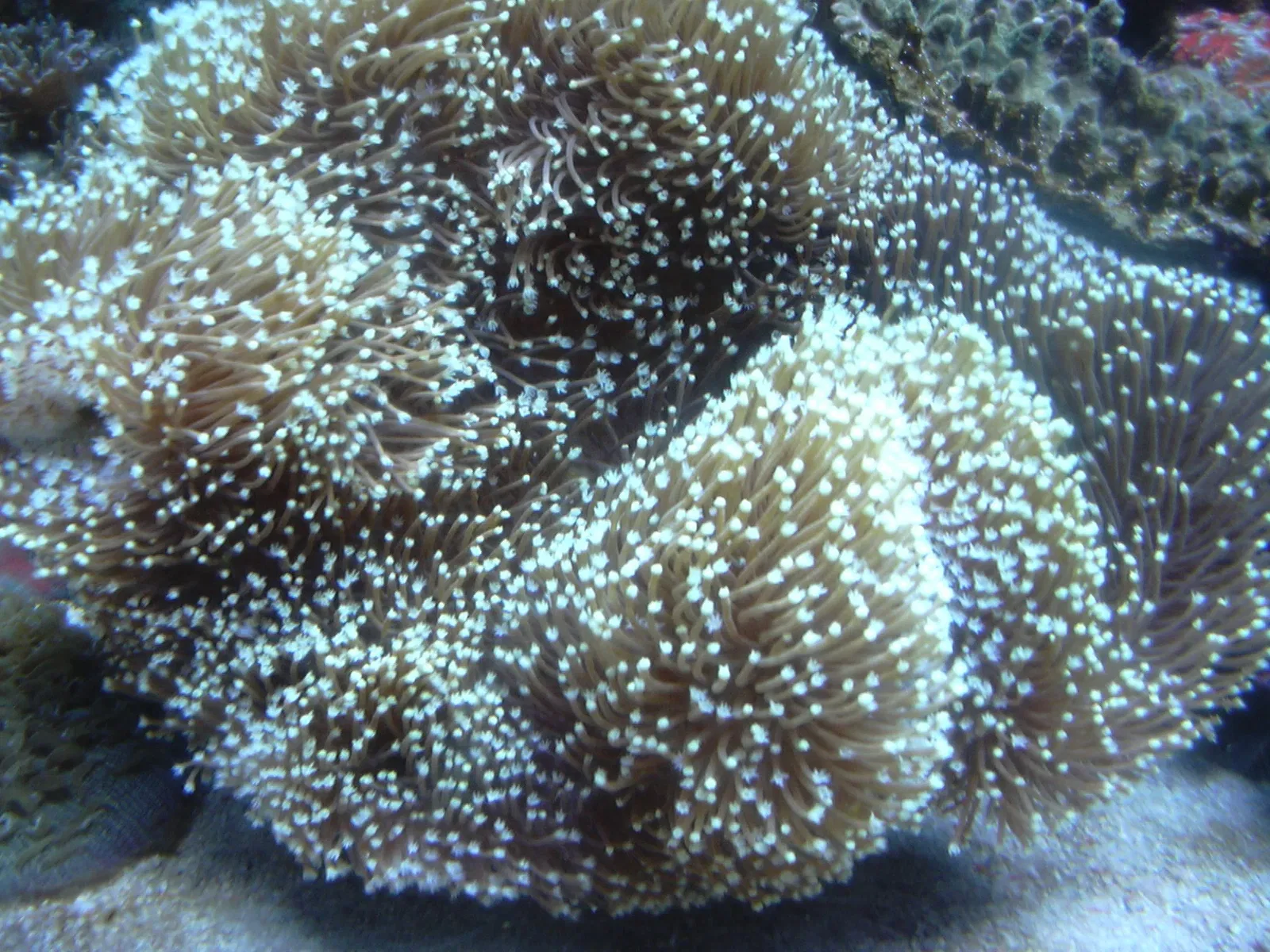 AQWA The Aquarium Of Western Australia