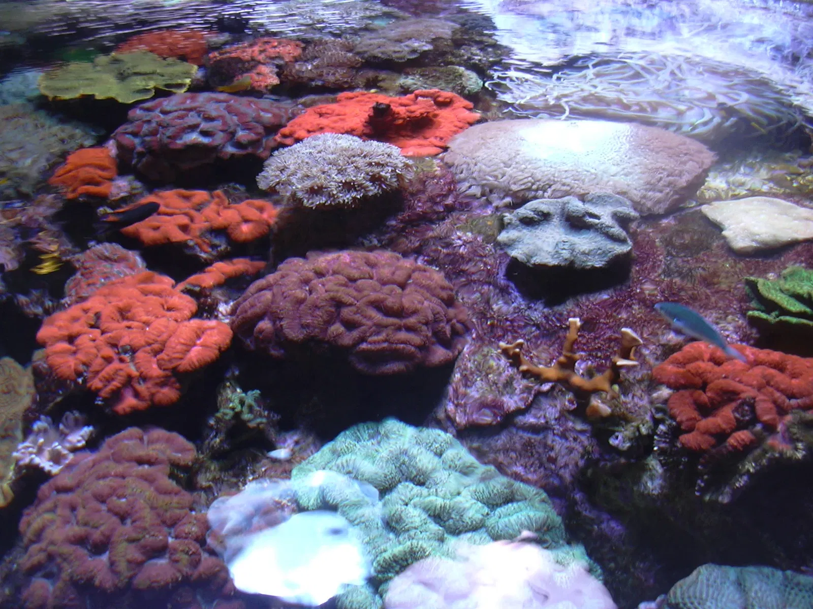 AQWA The Aquarium Of Western Australia