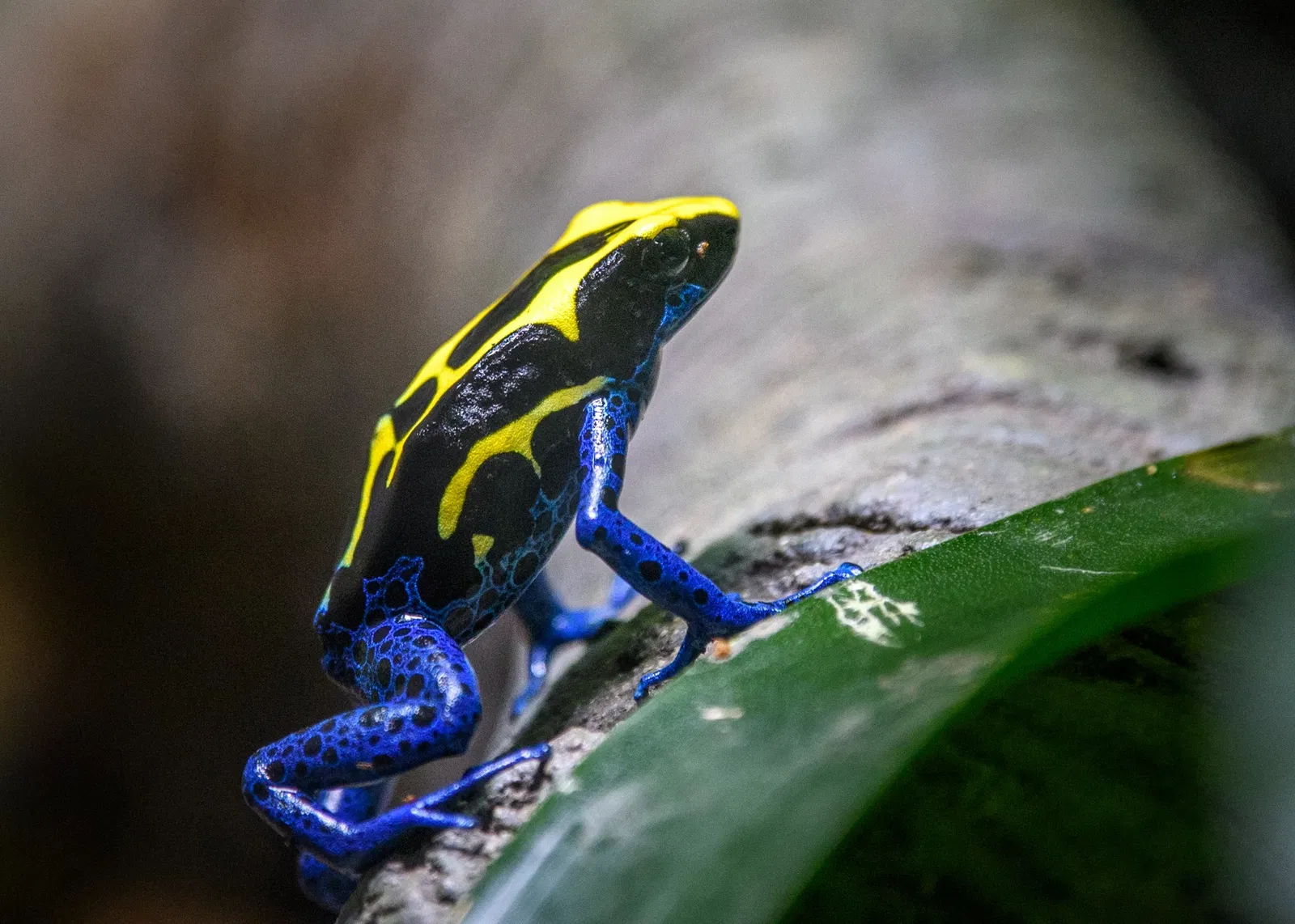 Zoológico de Australia