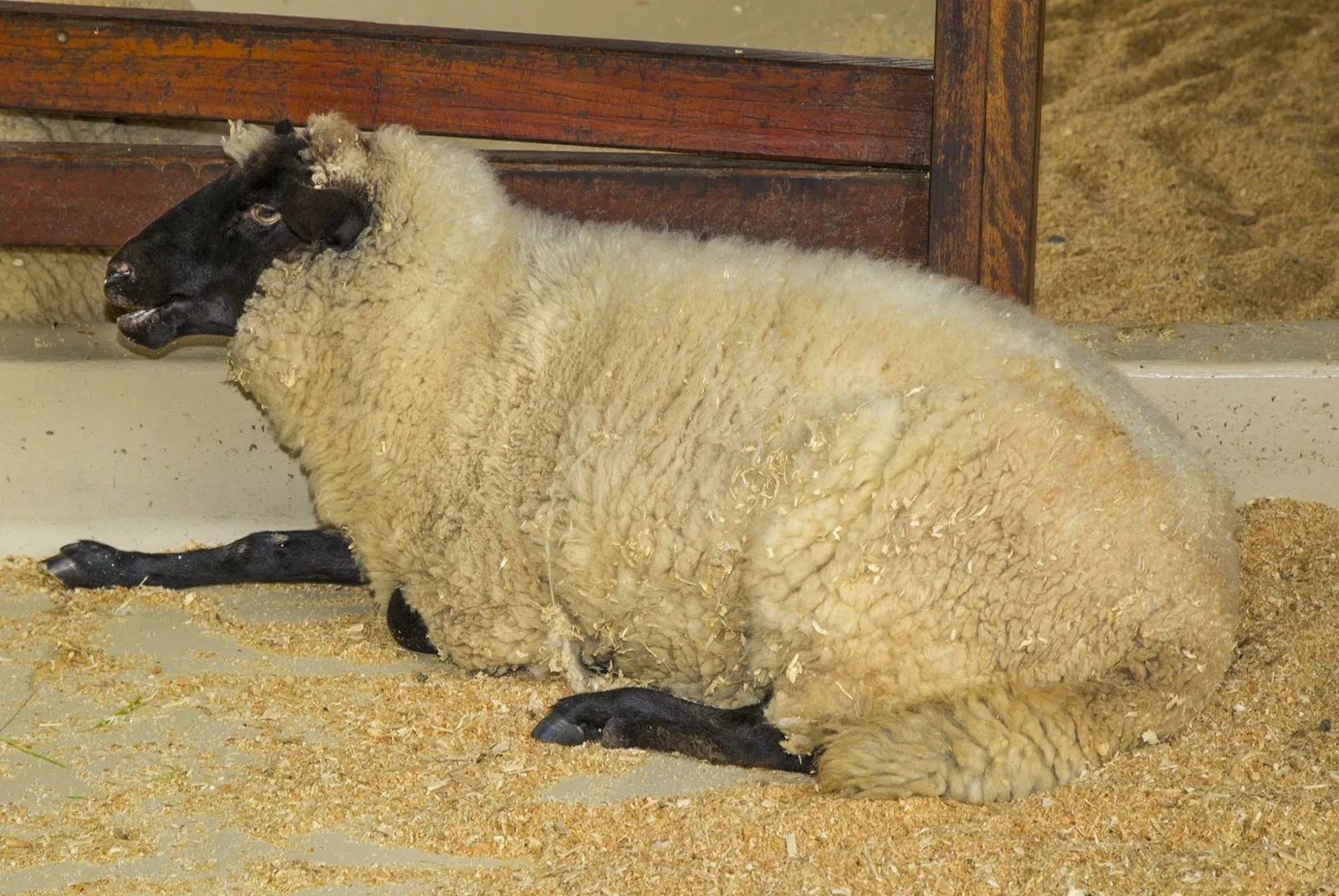 Zoológico de Australia