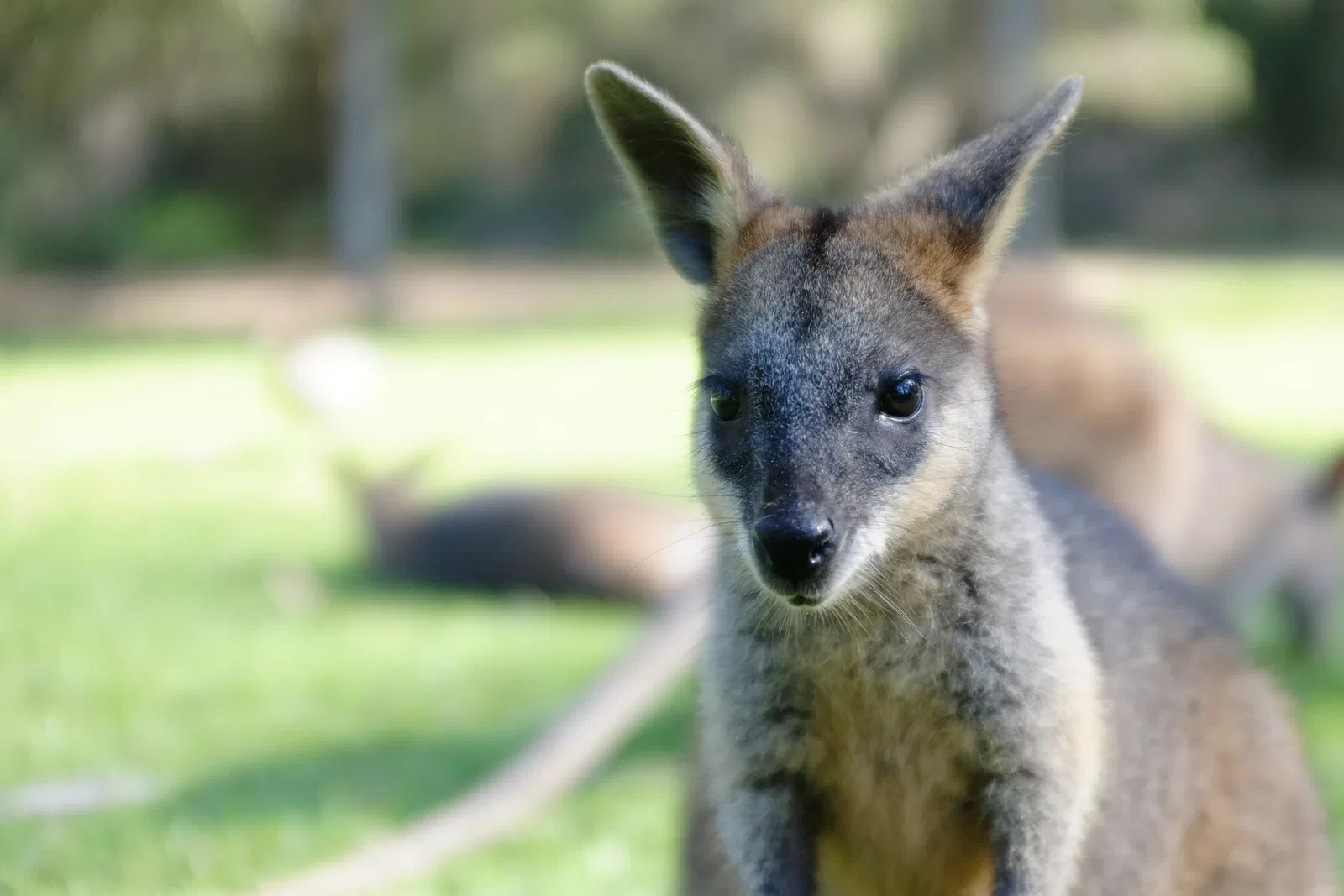 Billabong Zoo Koala & Wildlife Park