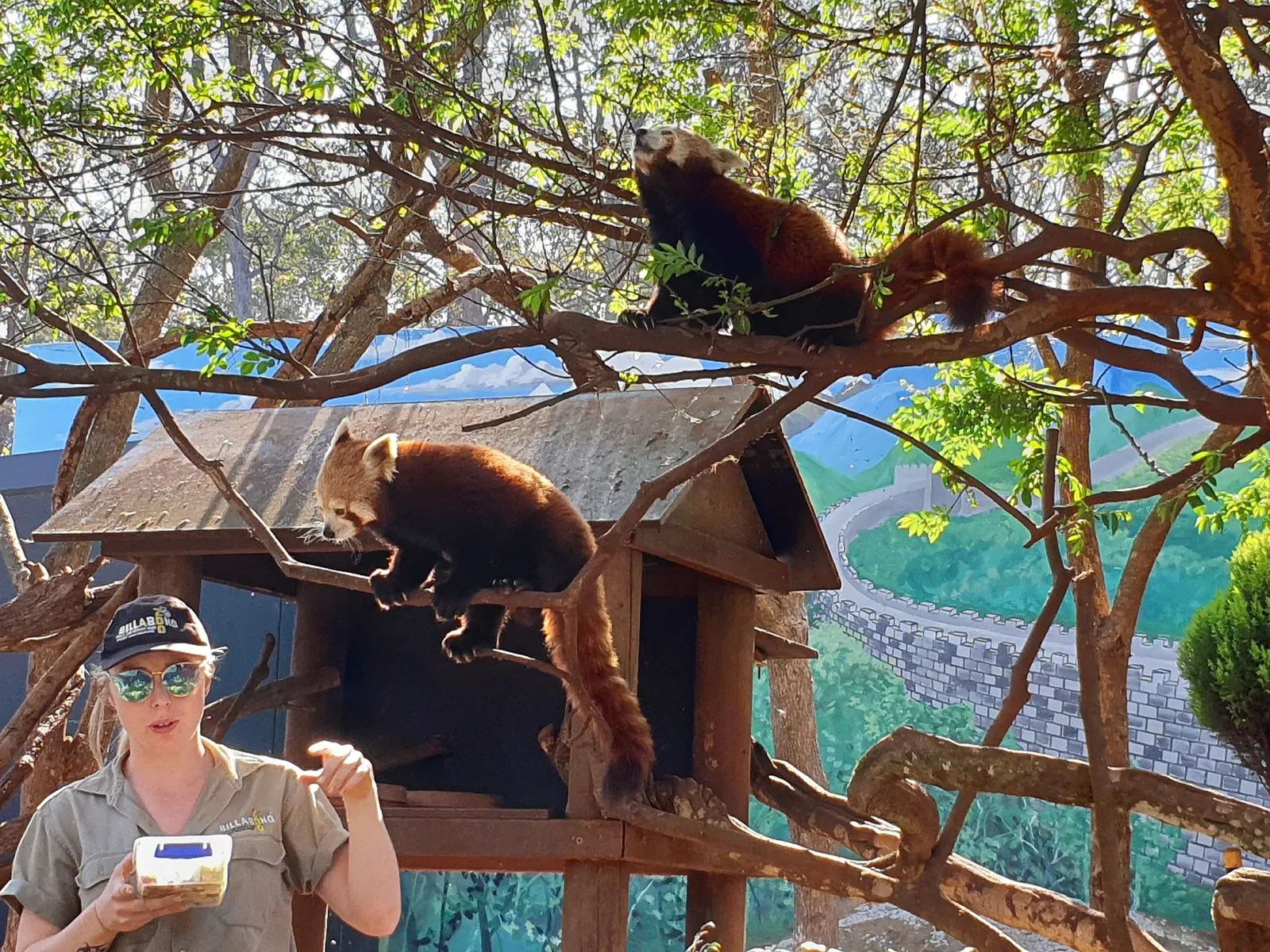 Billabong Zoo Koala & Wildlife Park