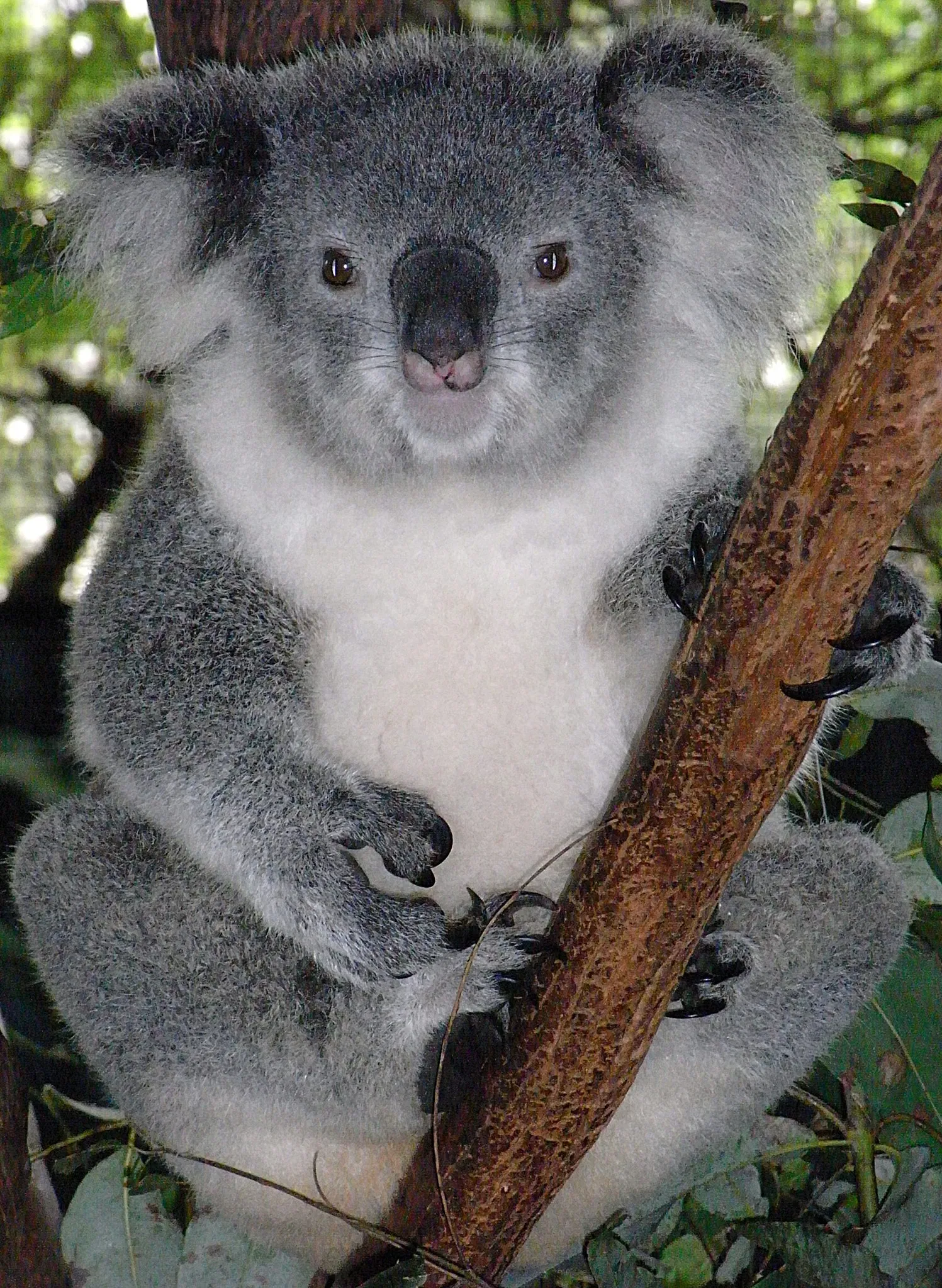 Billabong Zoo Koala & Wildlife Park