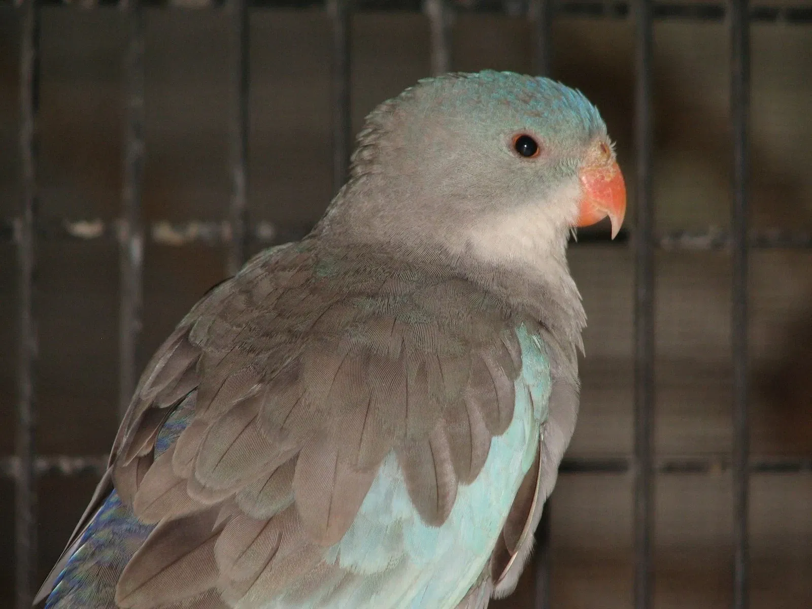 Flying High Bird Park