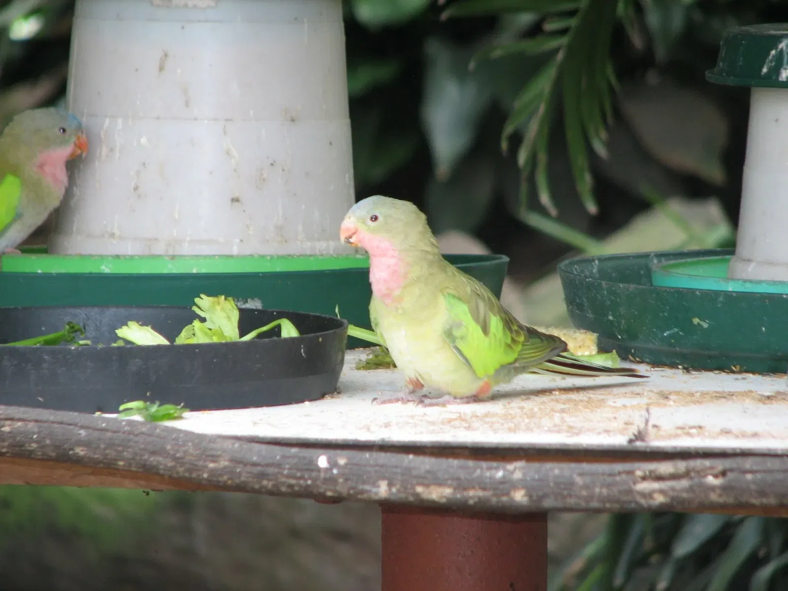 Flying High Bird Park