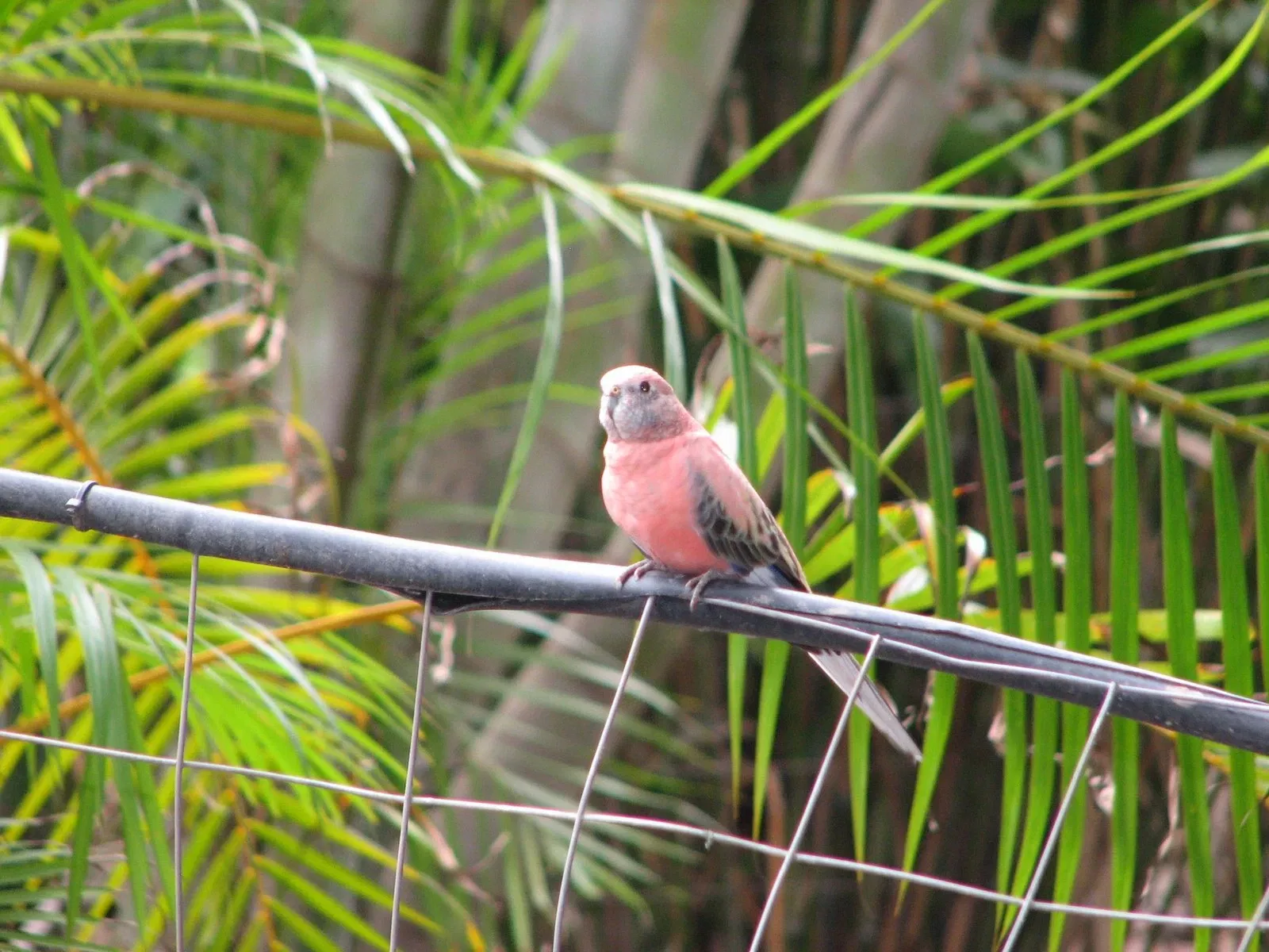Flying High Bird Park