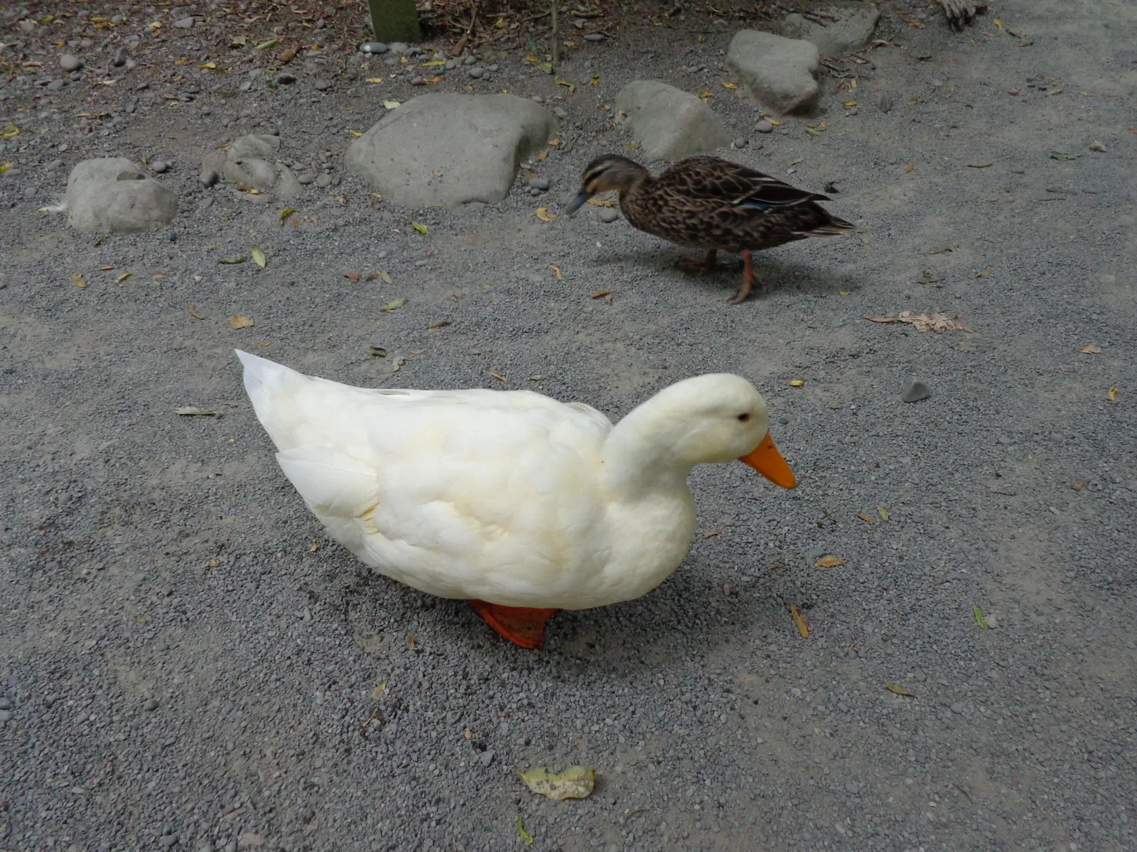 Willowbank Wildlife Reserve